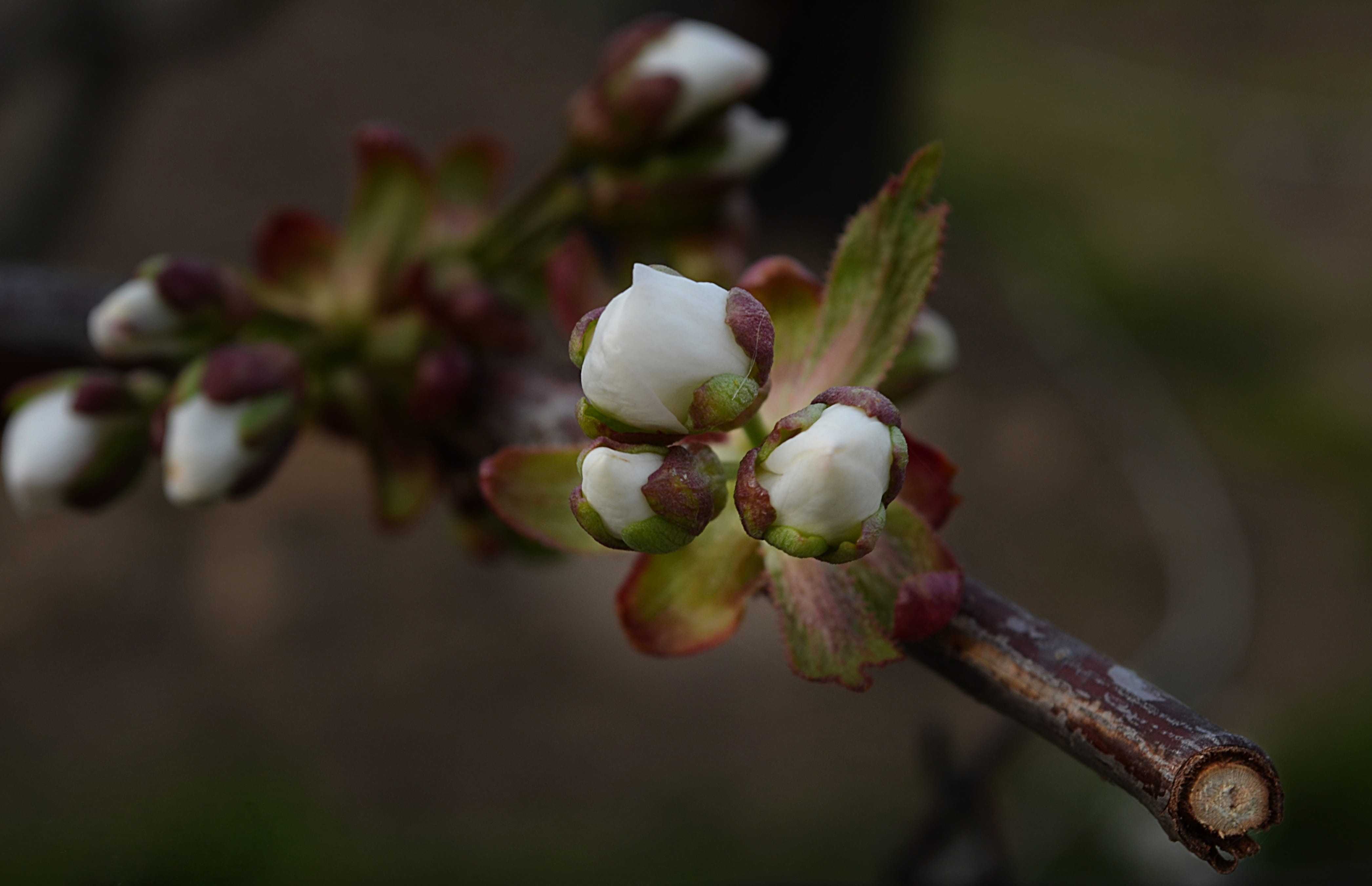 tree, buds, spring, branch, ply, development, blossom, plant