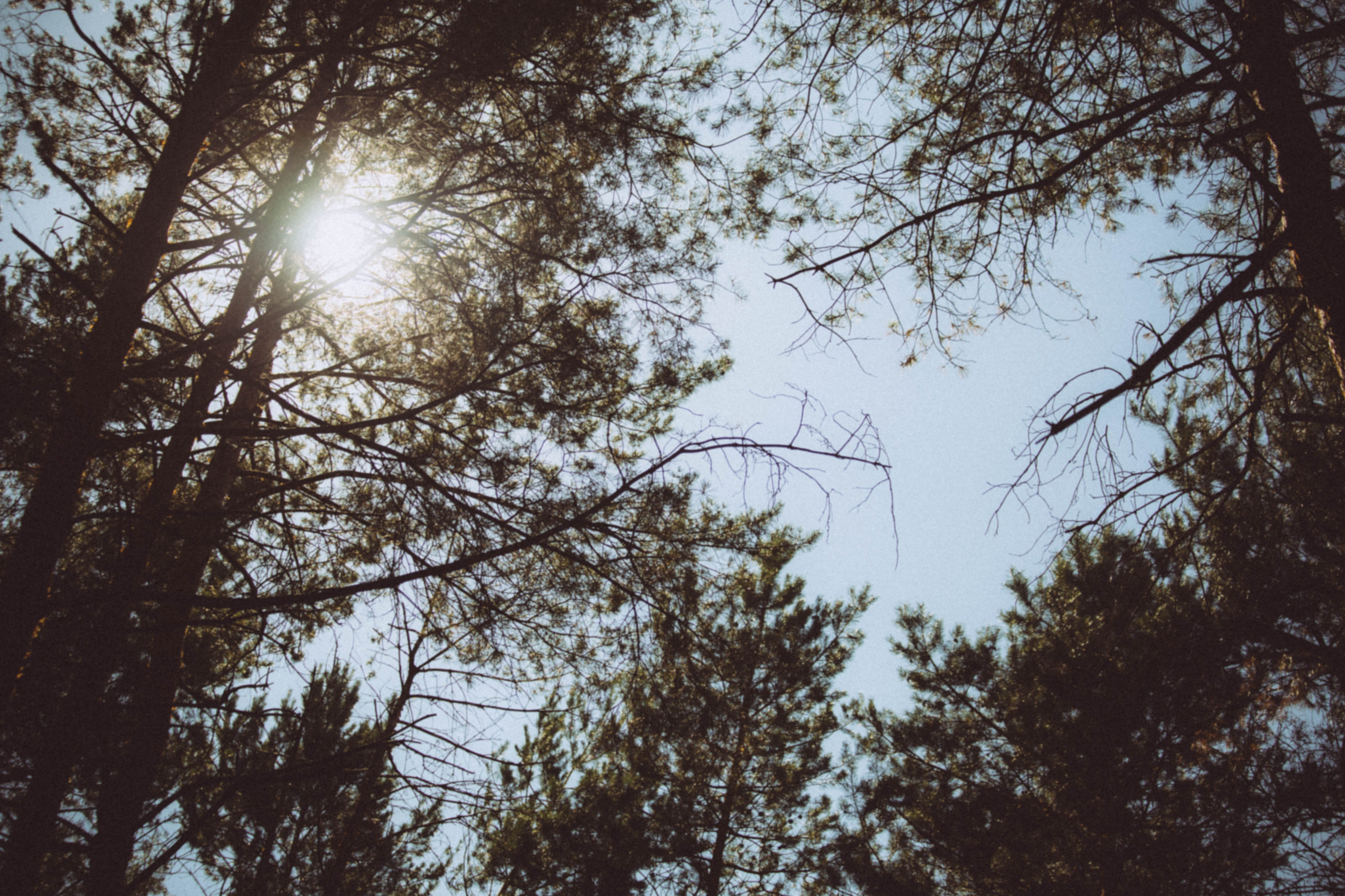 trees, sky, forest, plant, branch, low angle view, tranquility