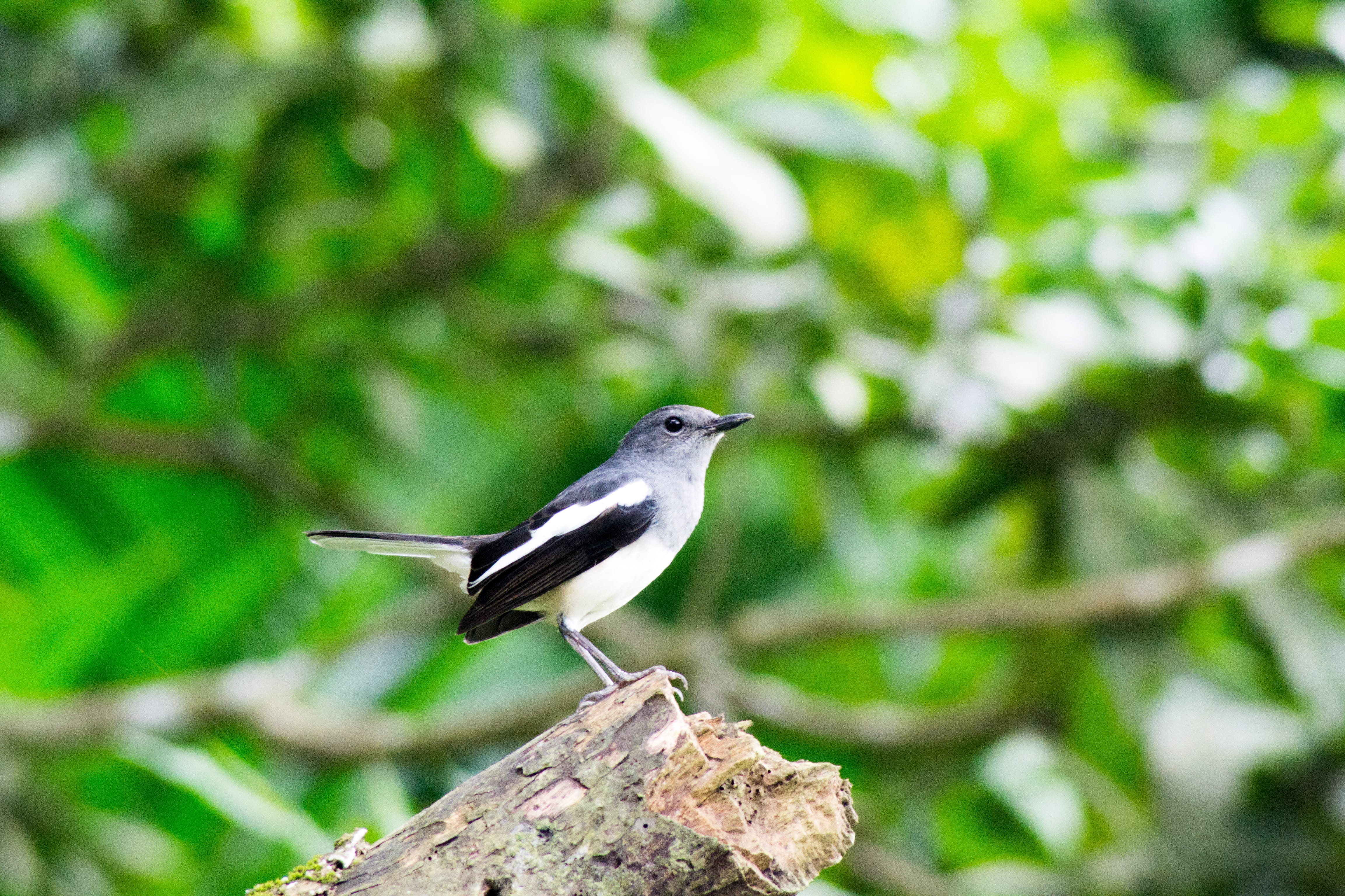 robbin, the national bird of bangladesh, nature, animal wildlife
