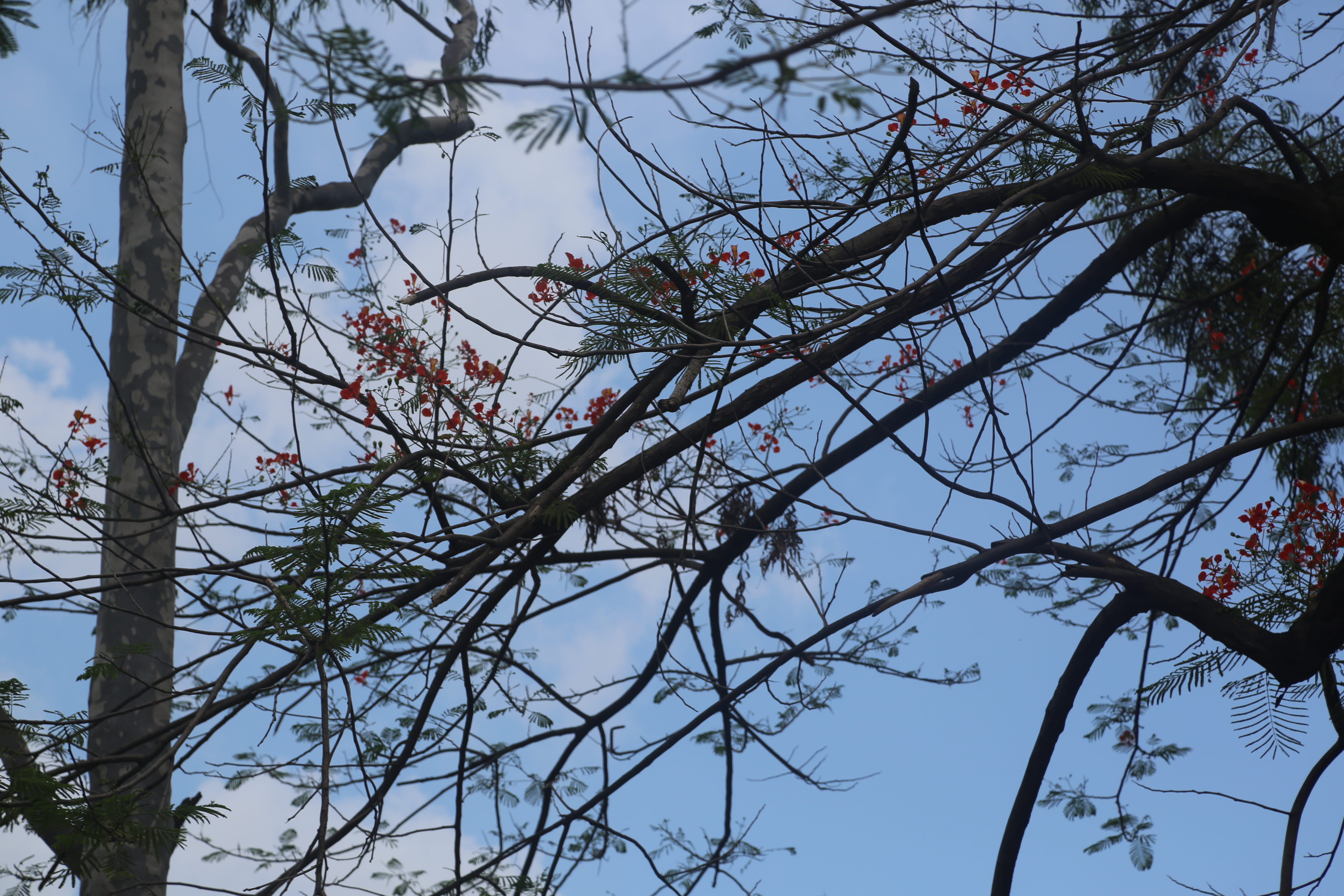 branches, tree, leaves, blue, sky, nature, clouds, plant, low angle view