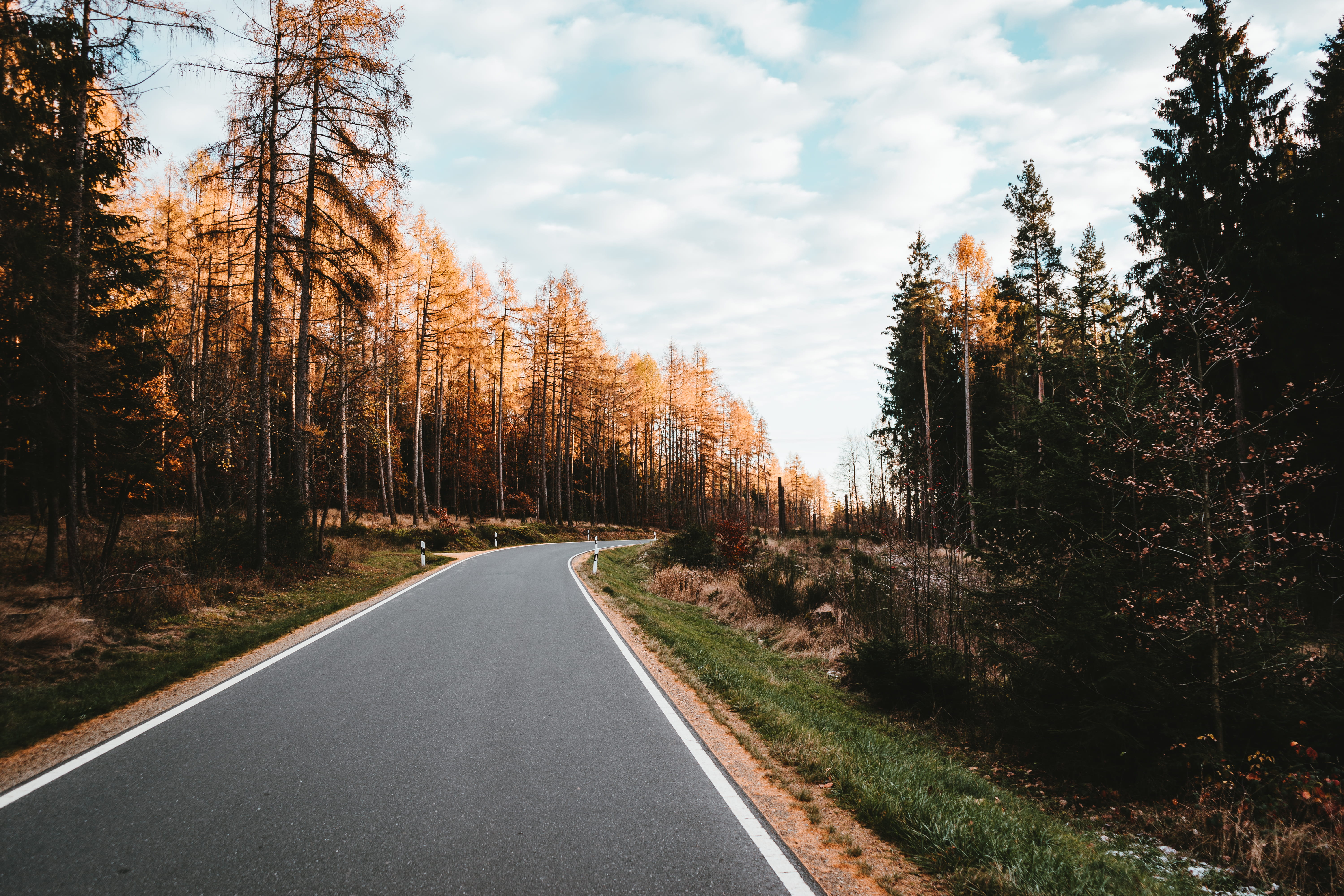 empty road surrounded by trees during daytime, plant, direction