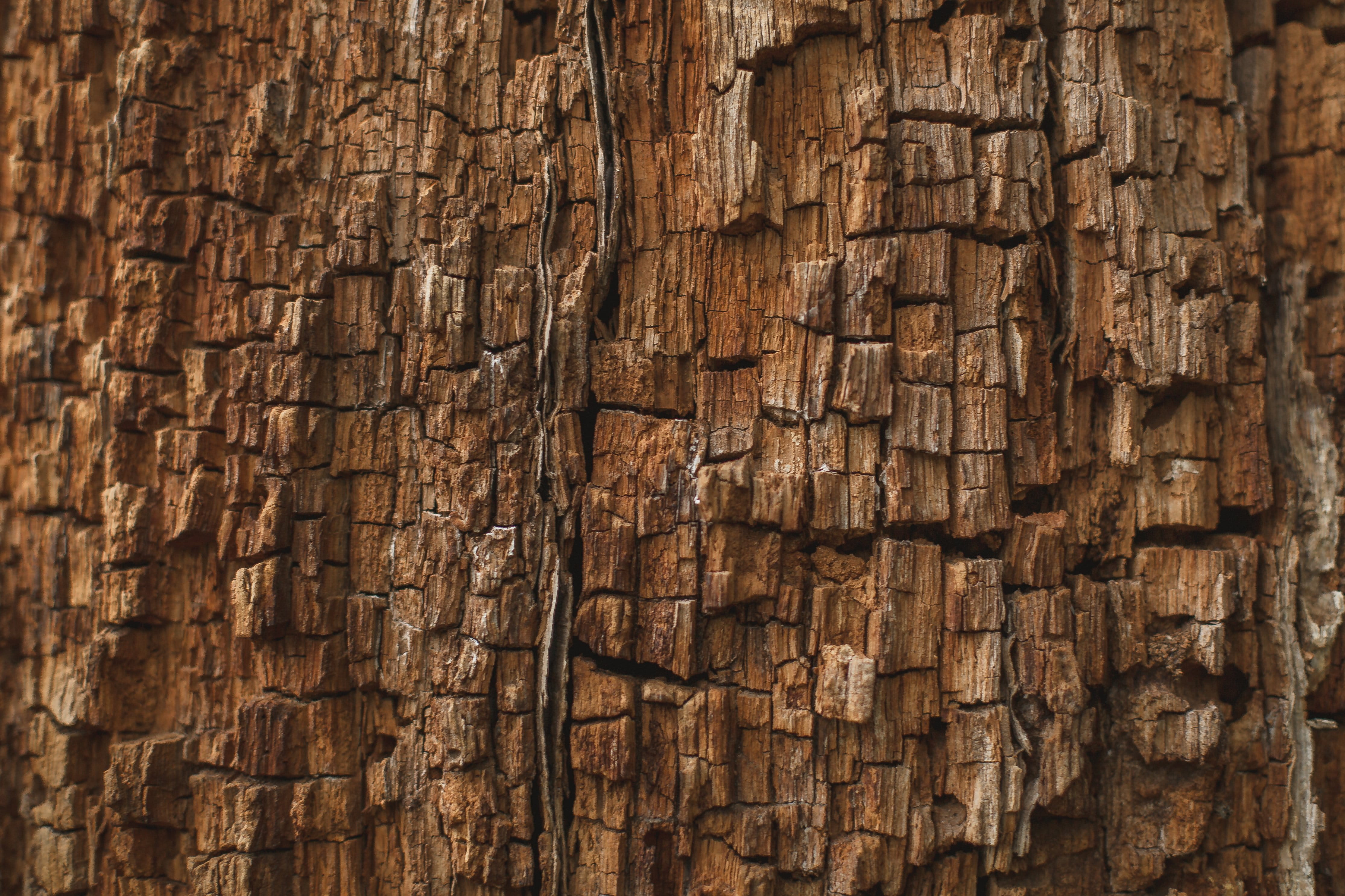 Rotting Wood Texture Photo, Textures, Outdoor, wood - material