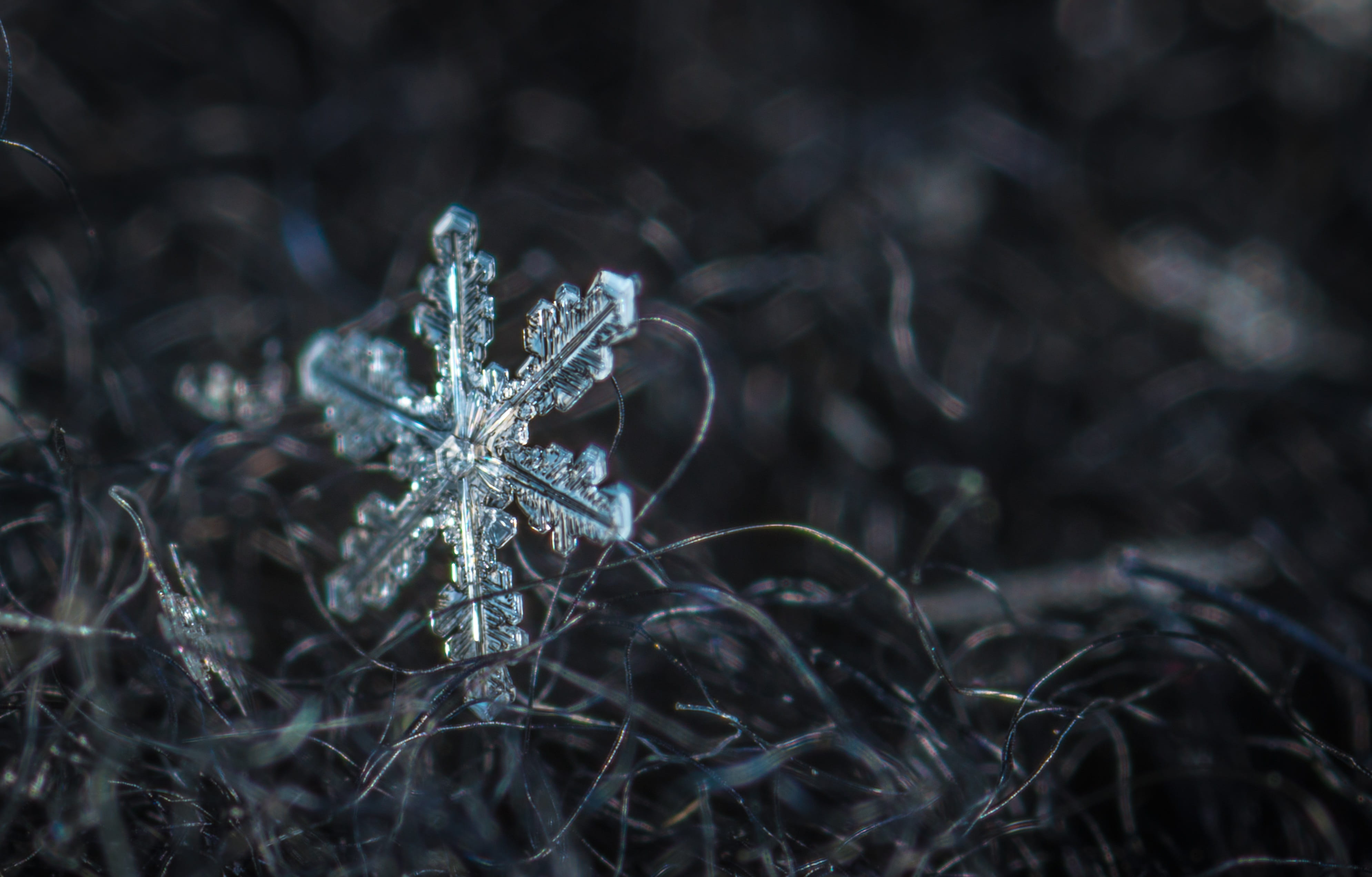 snowflake, macro, wool, winter, cold temperature, land, nature