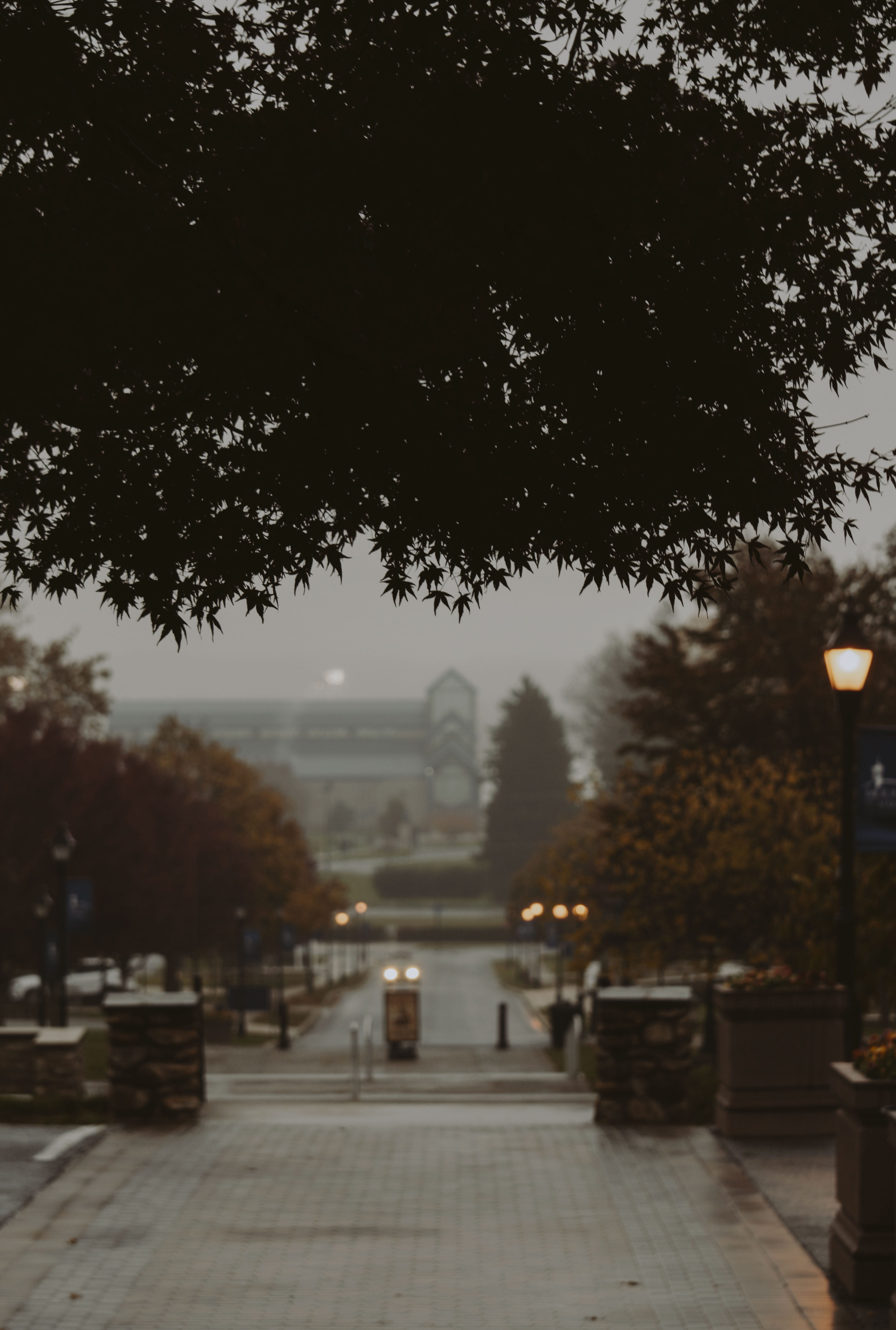 trees, rain, light, plant, the way forward, direction, architecture