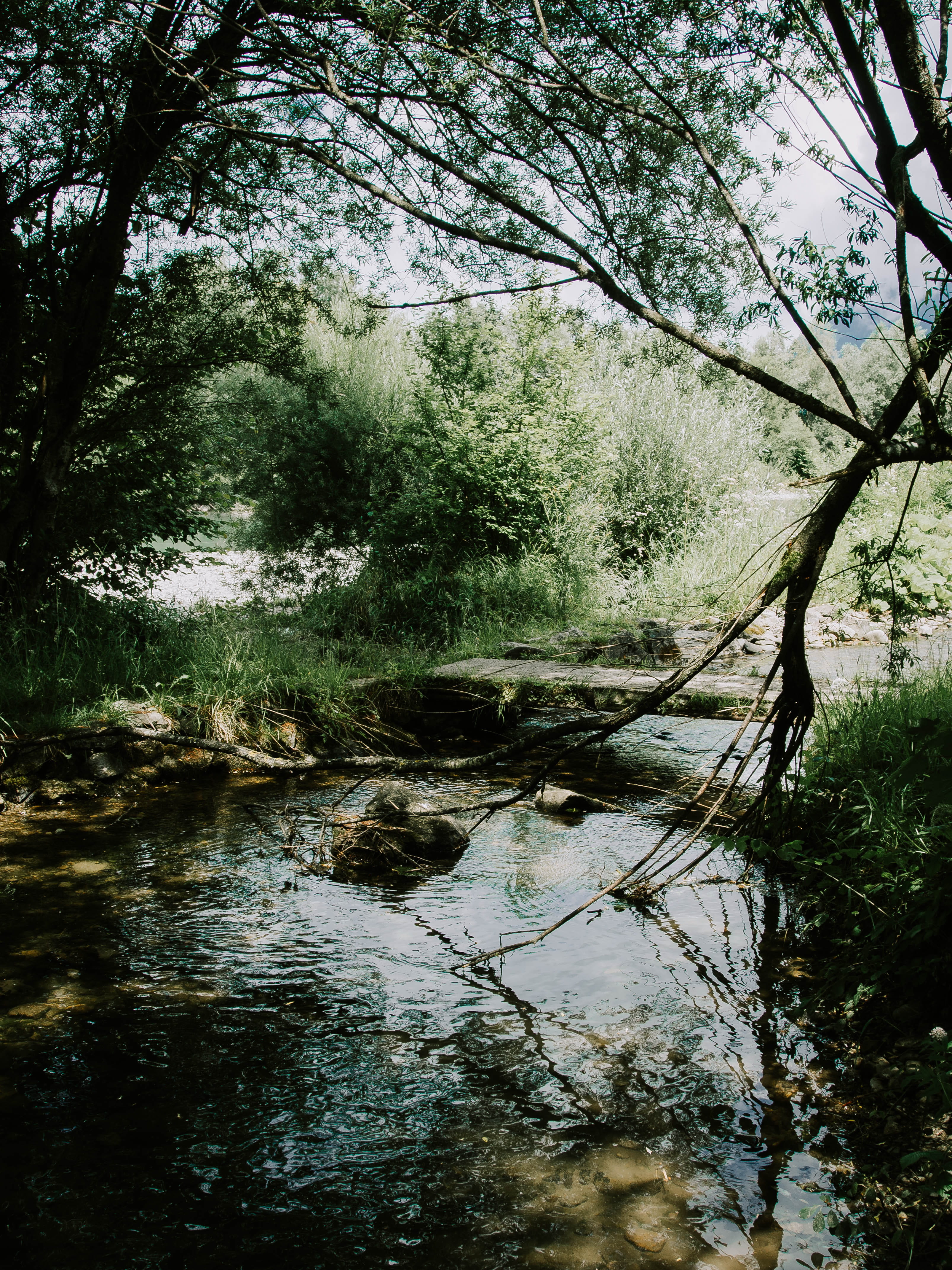 water, trees, plant, forest, tranquility, nature, reflection