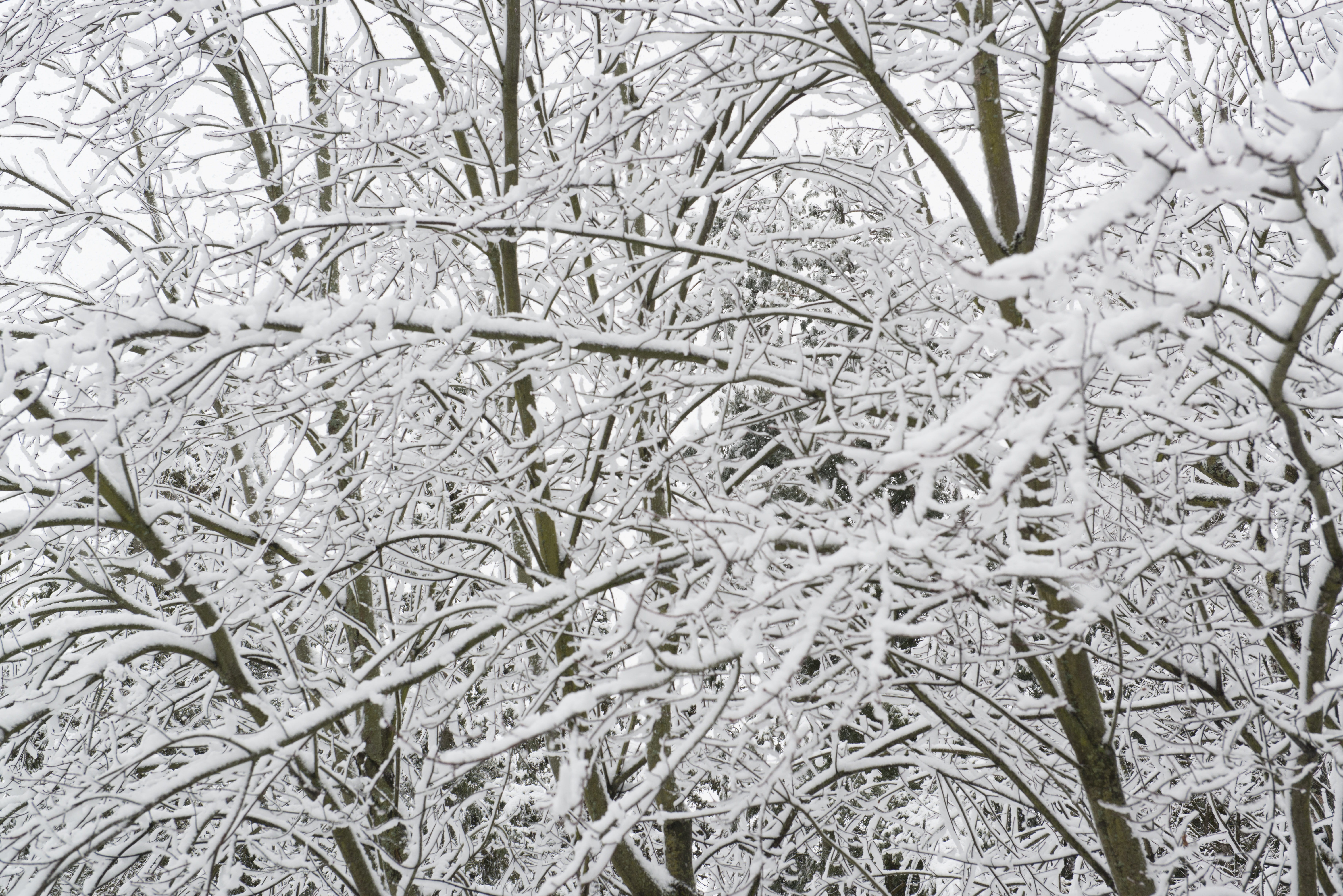 trees, snow, winter, cold, nature, wintry, white, outdoors