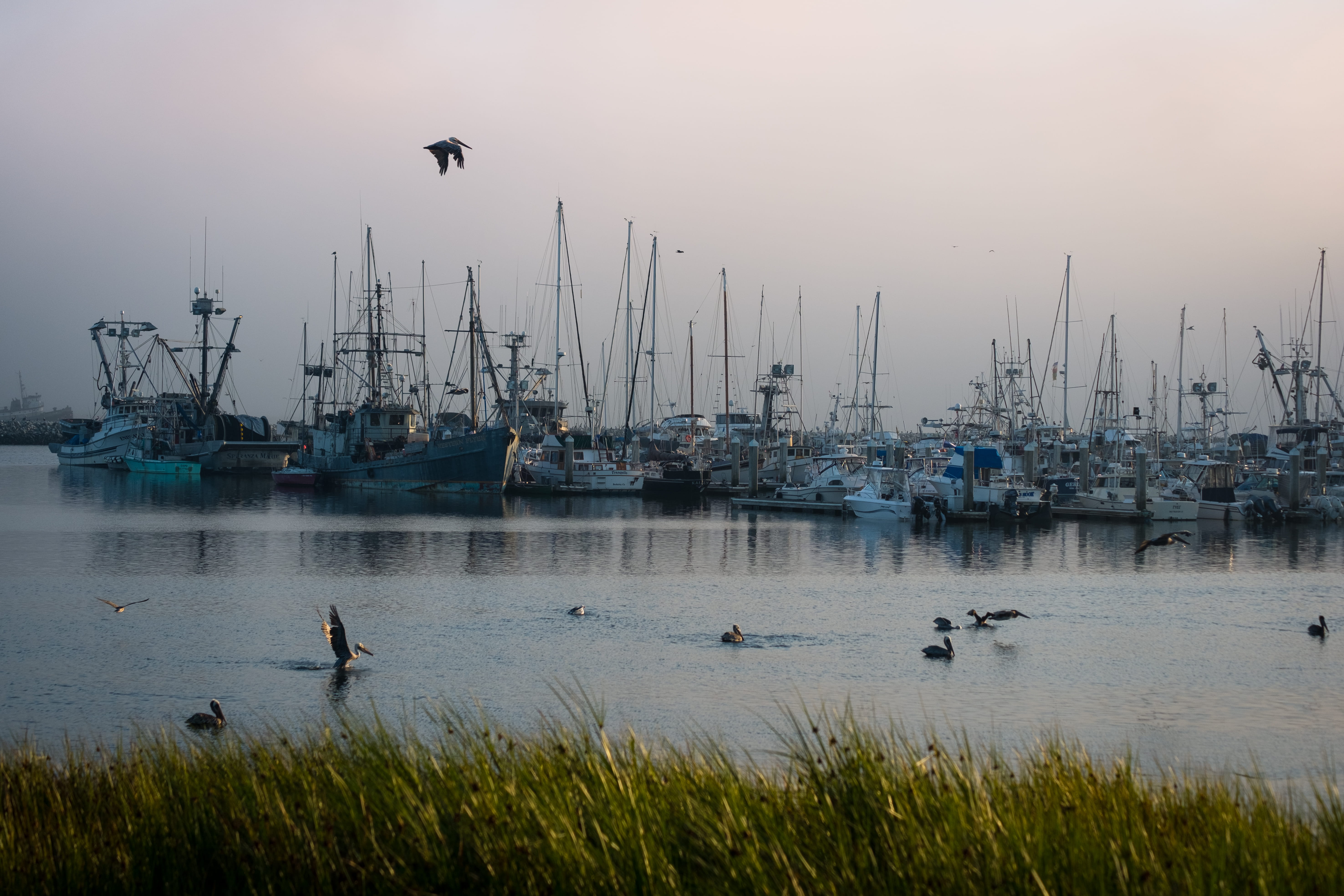 united states, el granada, pillar point, boats, coast, harbor