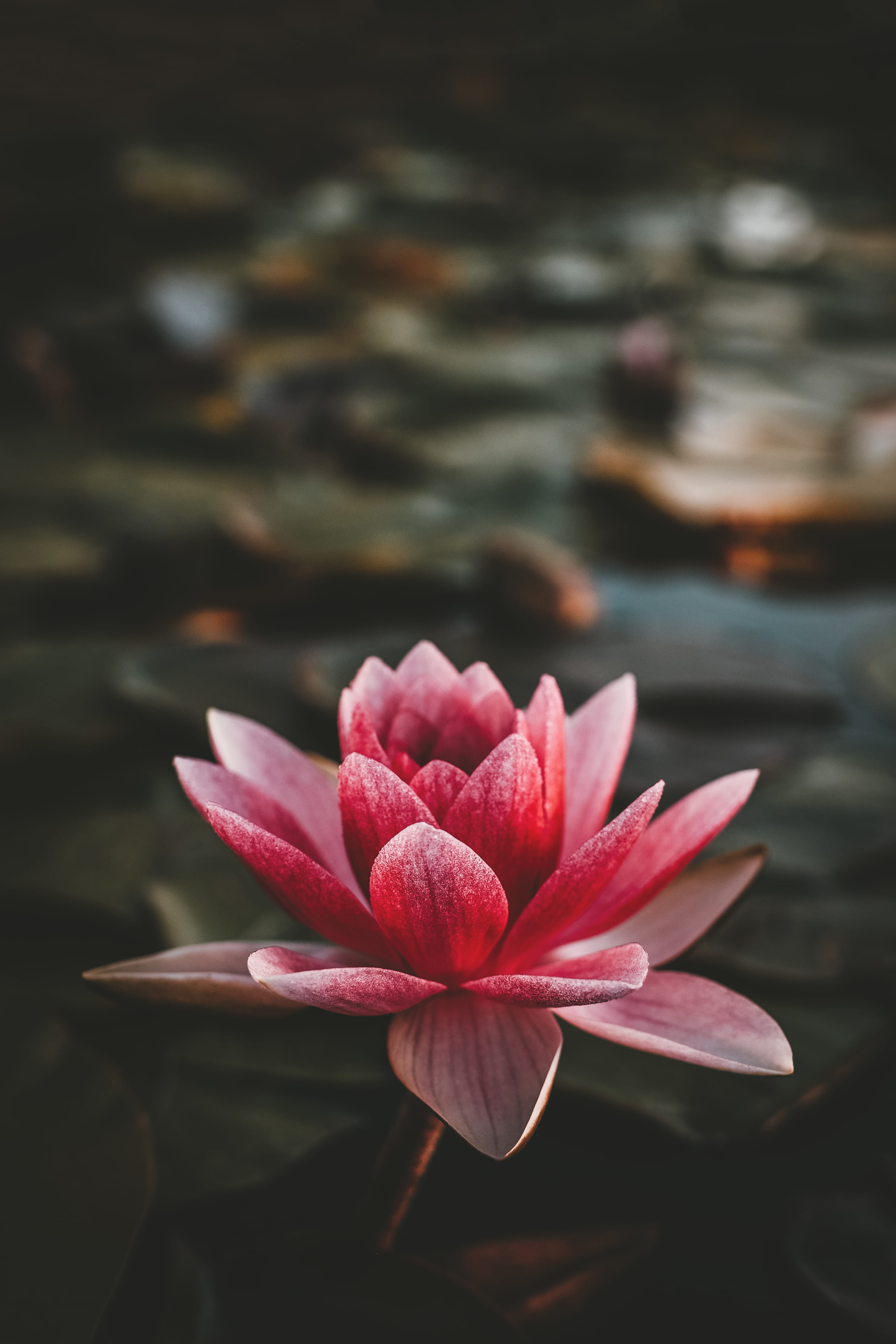 pink and white lotus flower, water, lily, mobile phone background