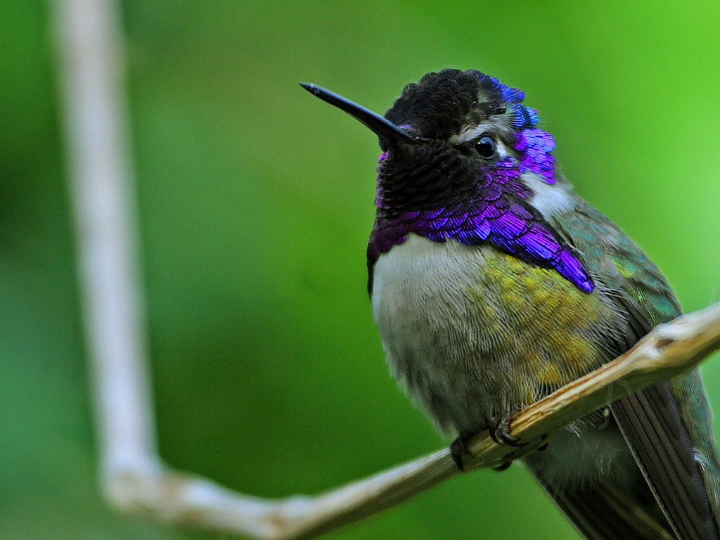hummingbird, violet head elf, costa's hummingbird, calypte costae