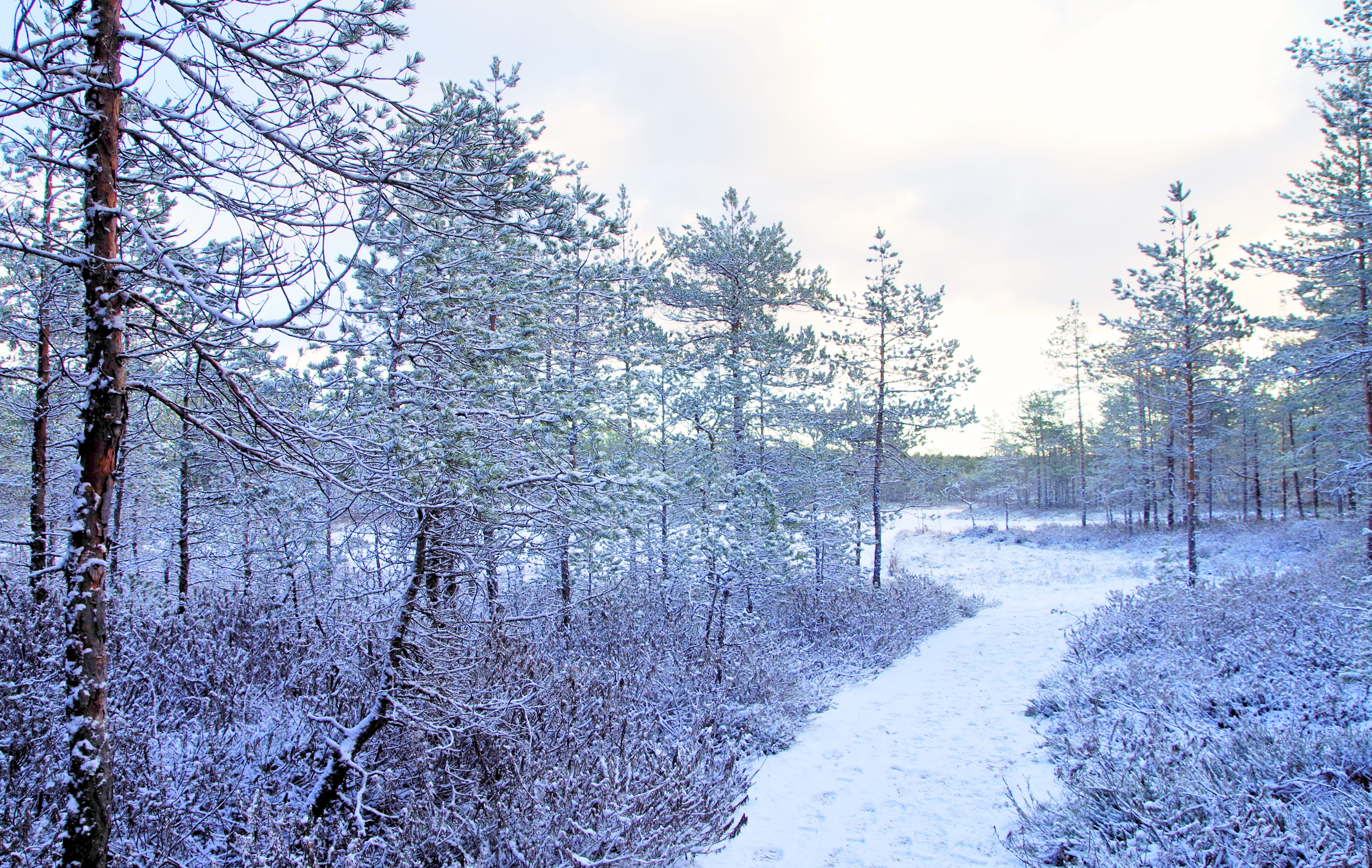 Photo Trees Covered With Snow, branches, cold, environment, forest