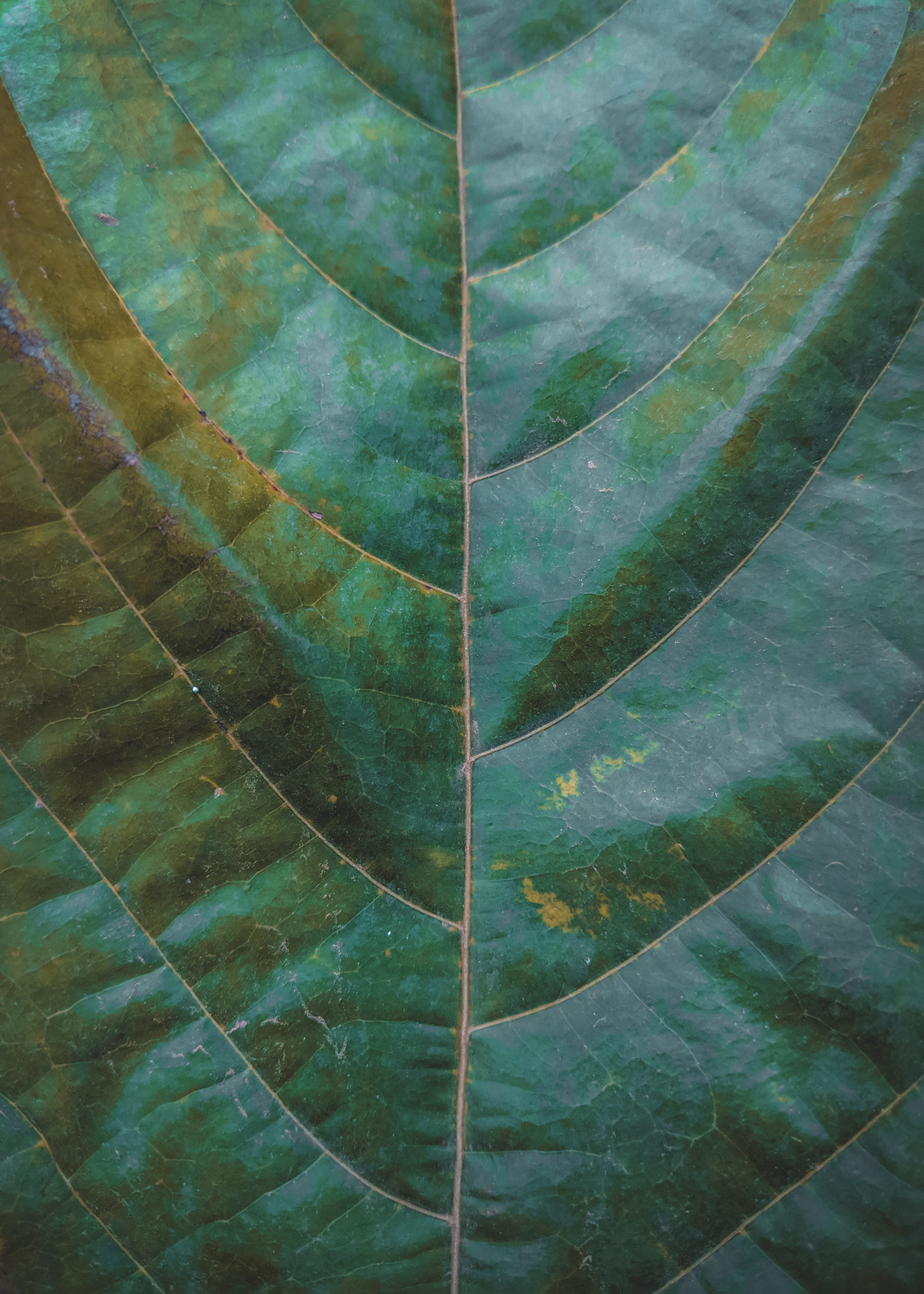 Green Leaf, close-up, full frame, backgrounds, pattern, green color