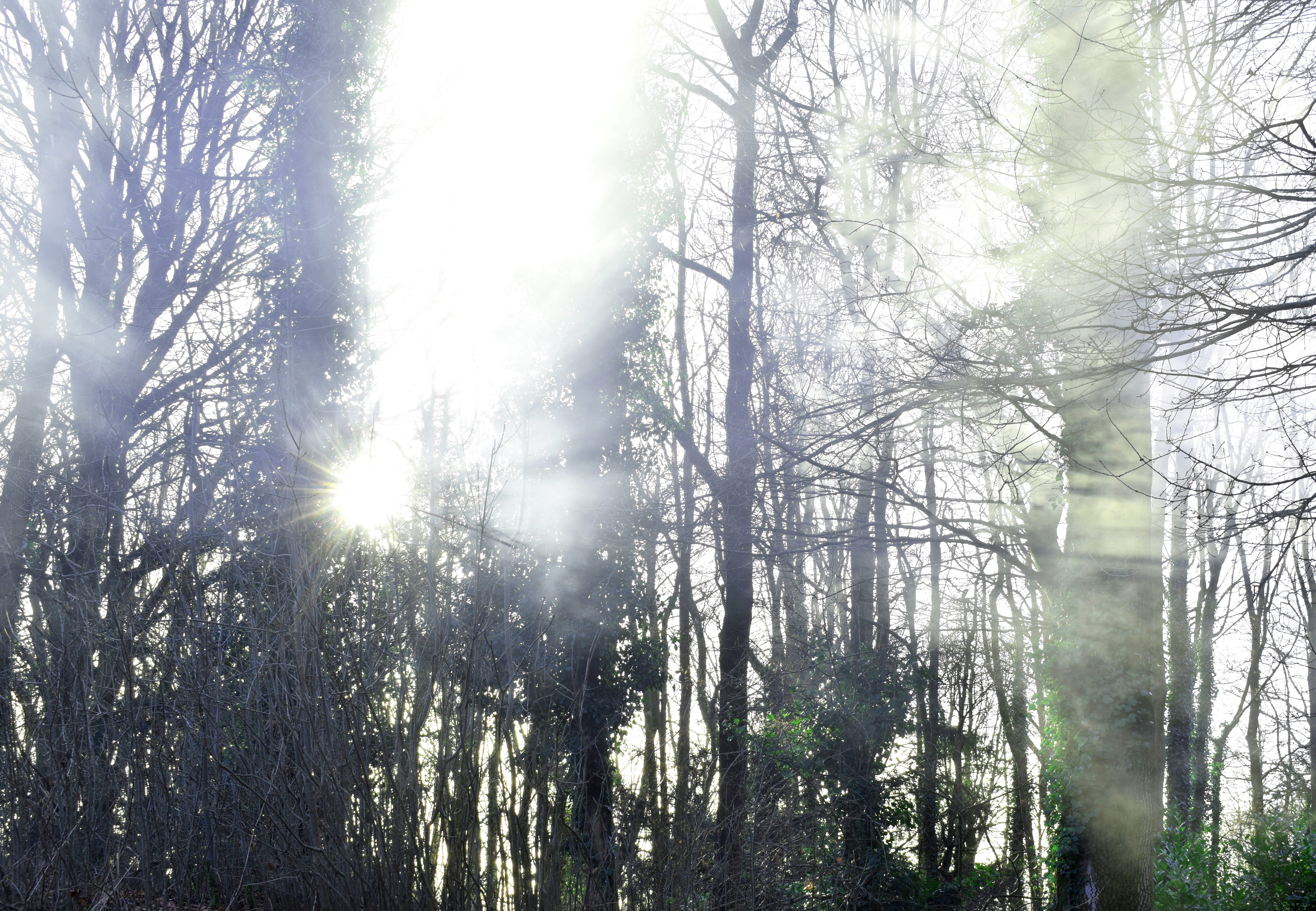 spooky, dramatic, sunshine, sunlight, smoke, mist, forest, trees