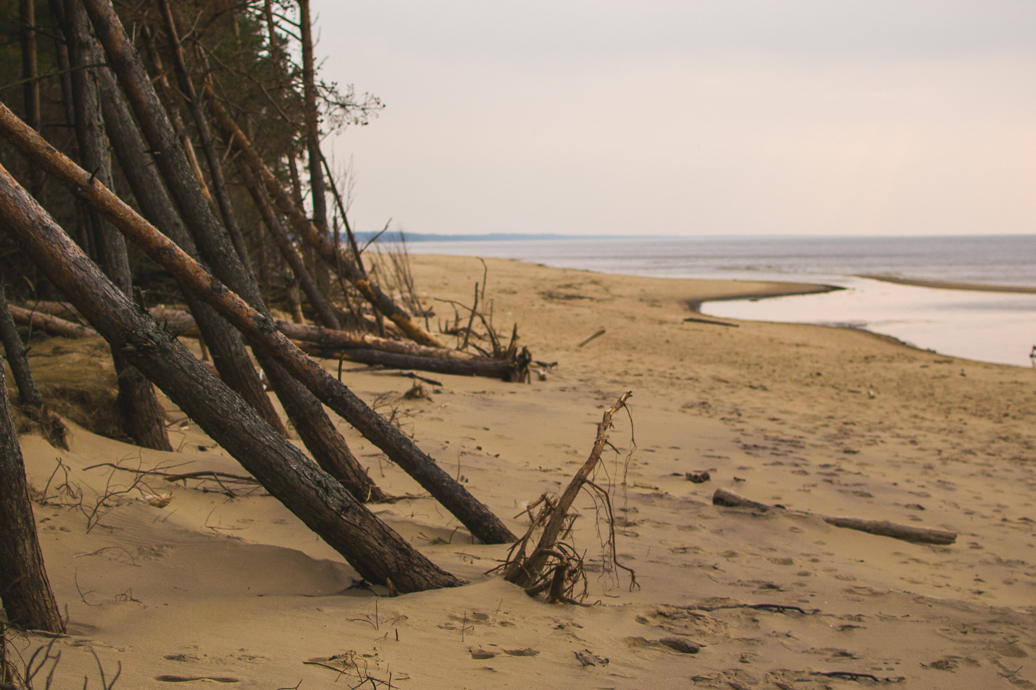 trees, seaside, baltics, beach, skyline, nature, landscape