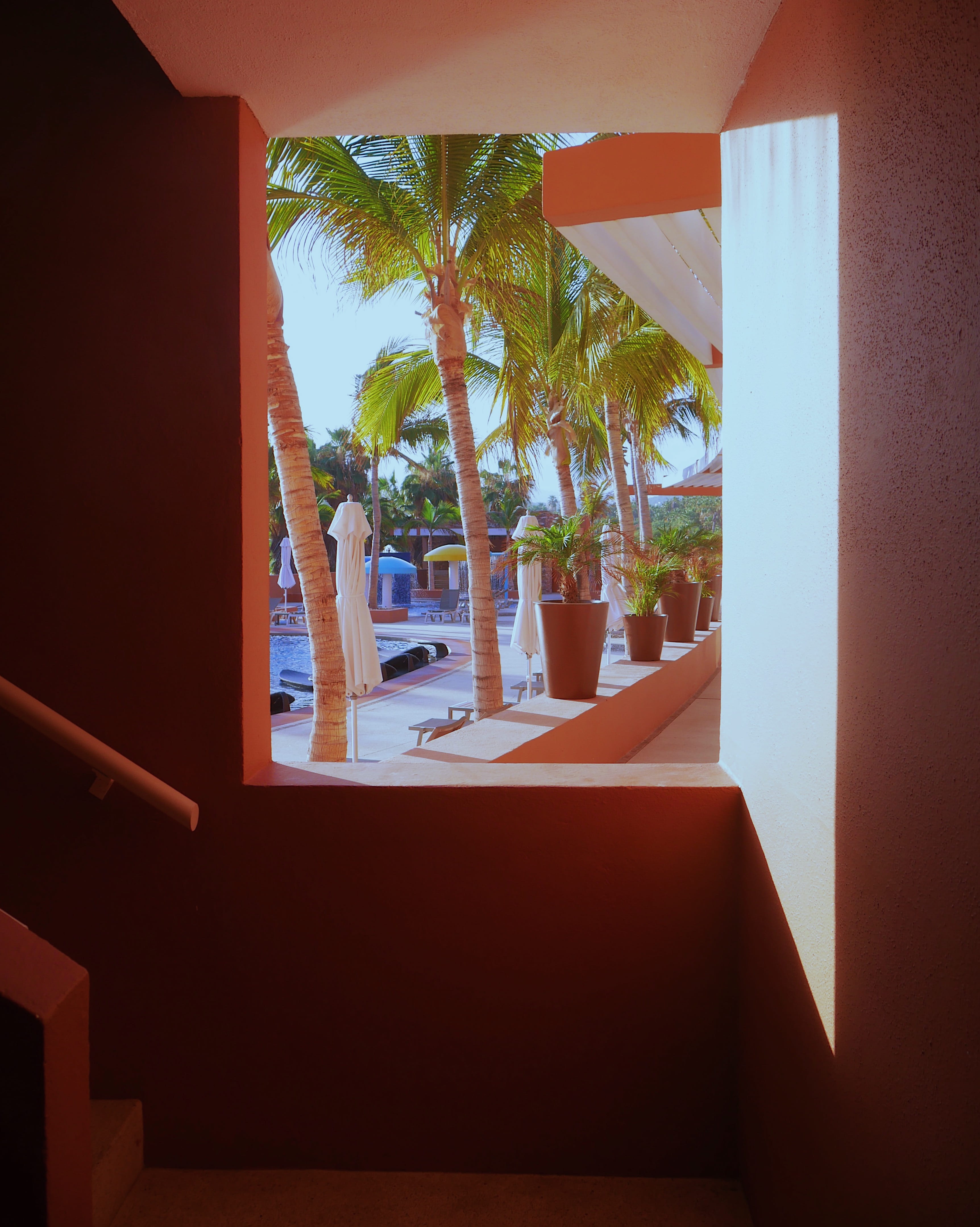 green leafed palm, architecture, indoors, window, day, built structure