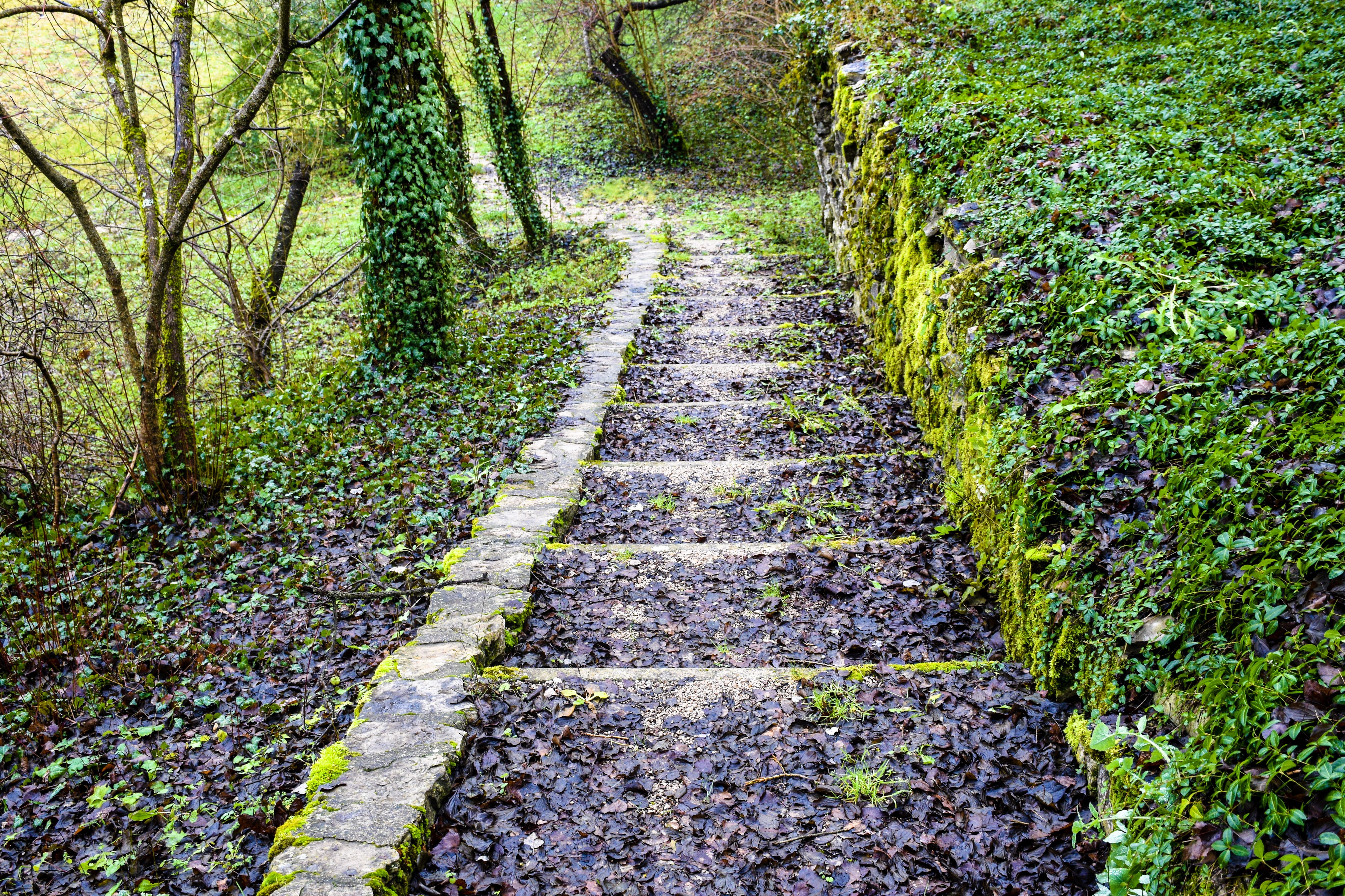nature, path, steps, trail, greenery, lonely, forest, woods
