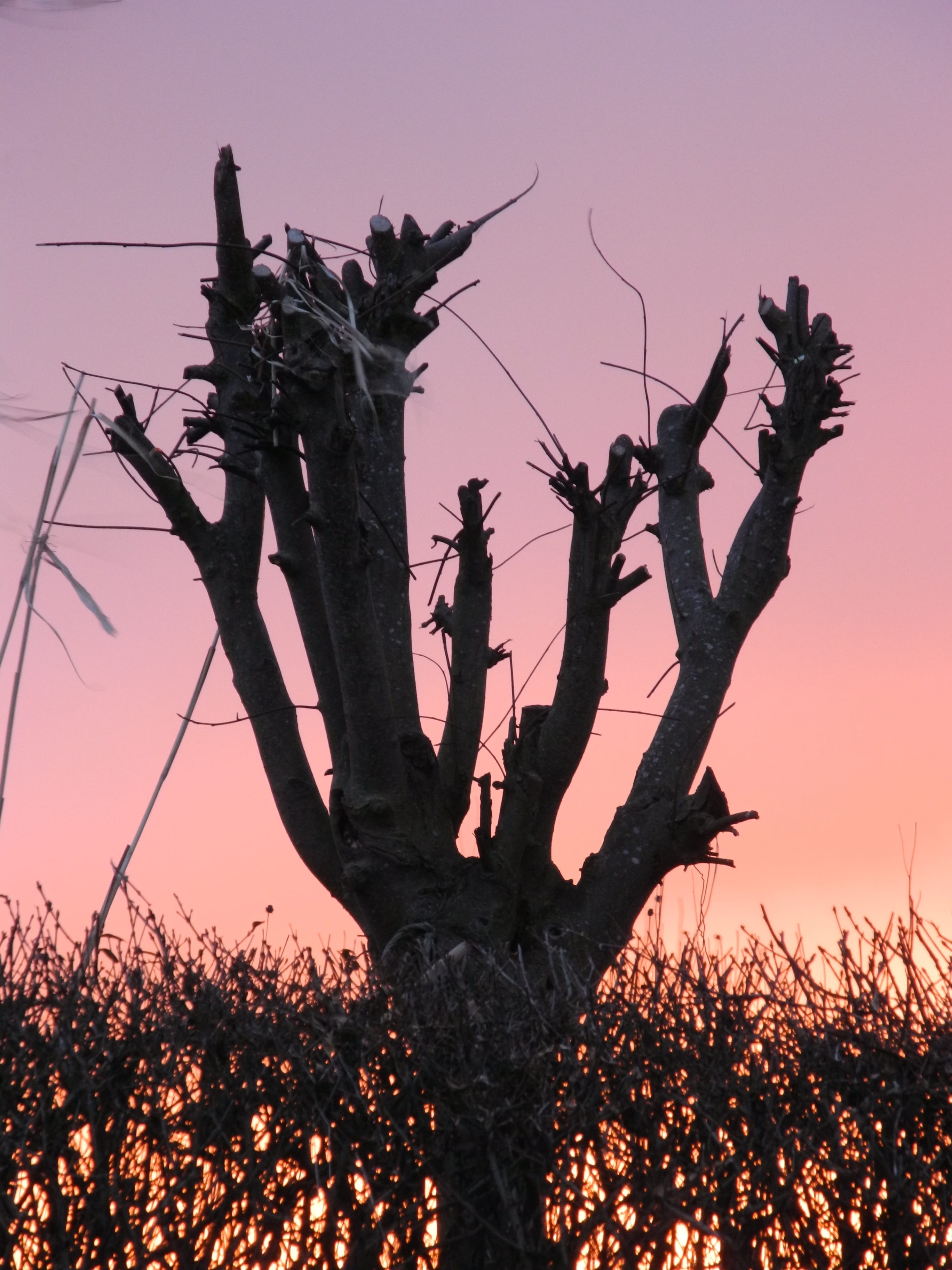 sunset, tree, sky, dusk, afterglow, atmosphere, atmospheric