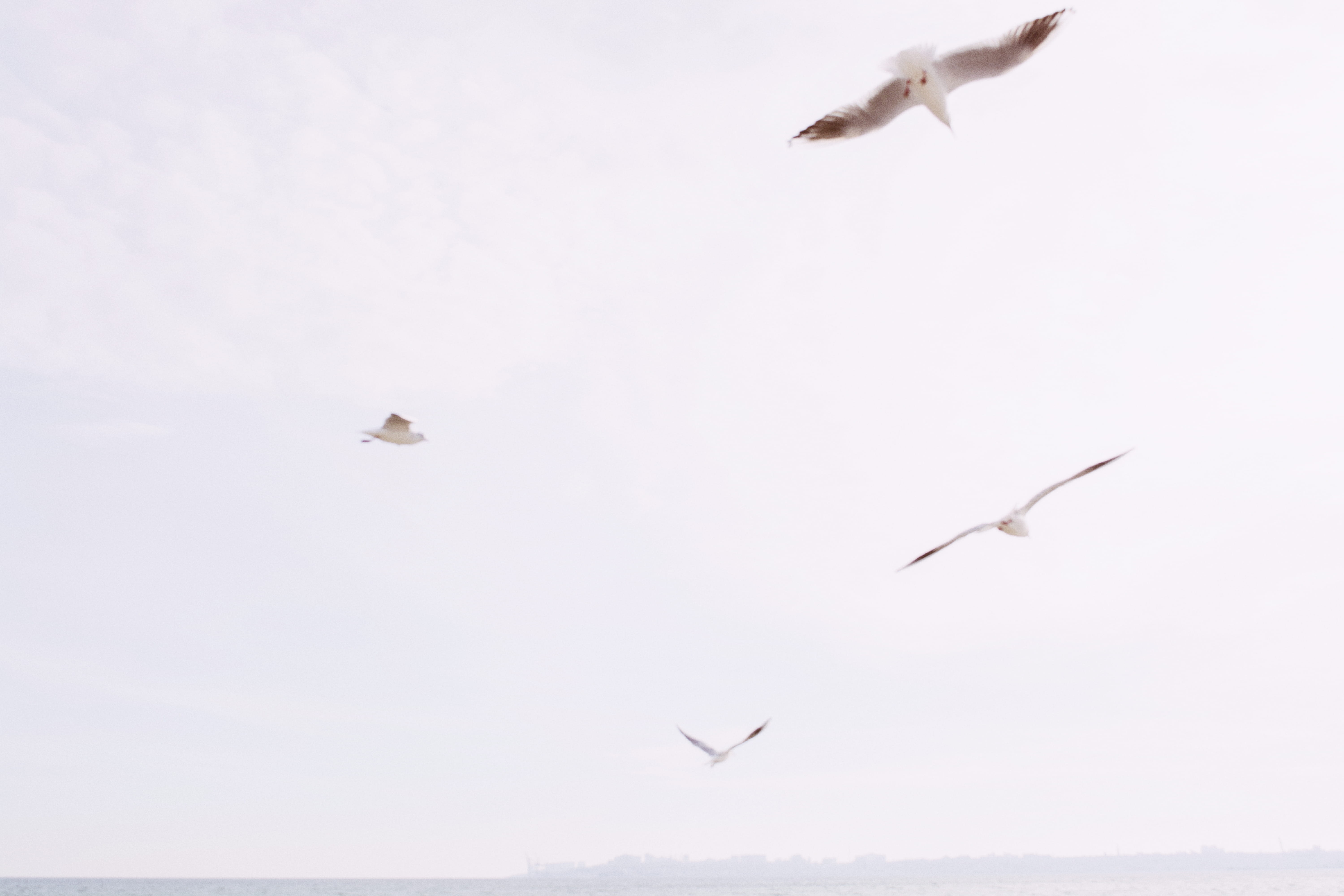 sky, sun, gull, gradient, vsco, wallpaper, background, sea