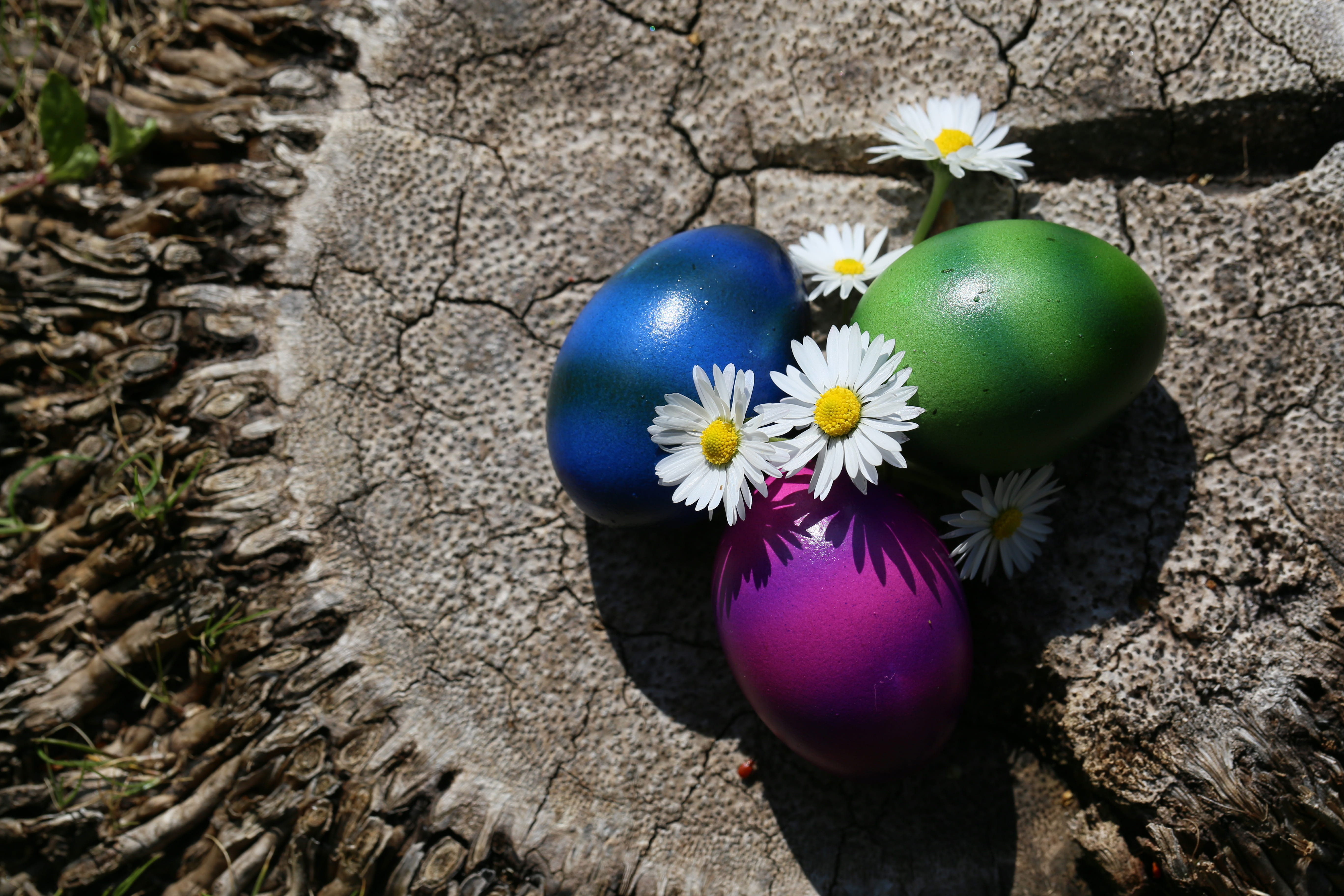 easter, easter eggs, colorful, colored, spring, easter nest