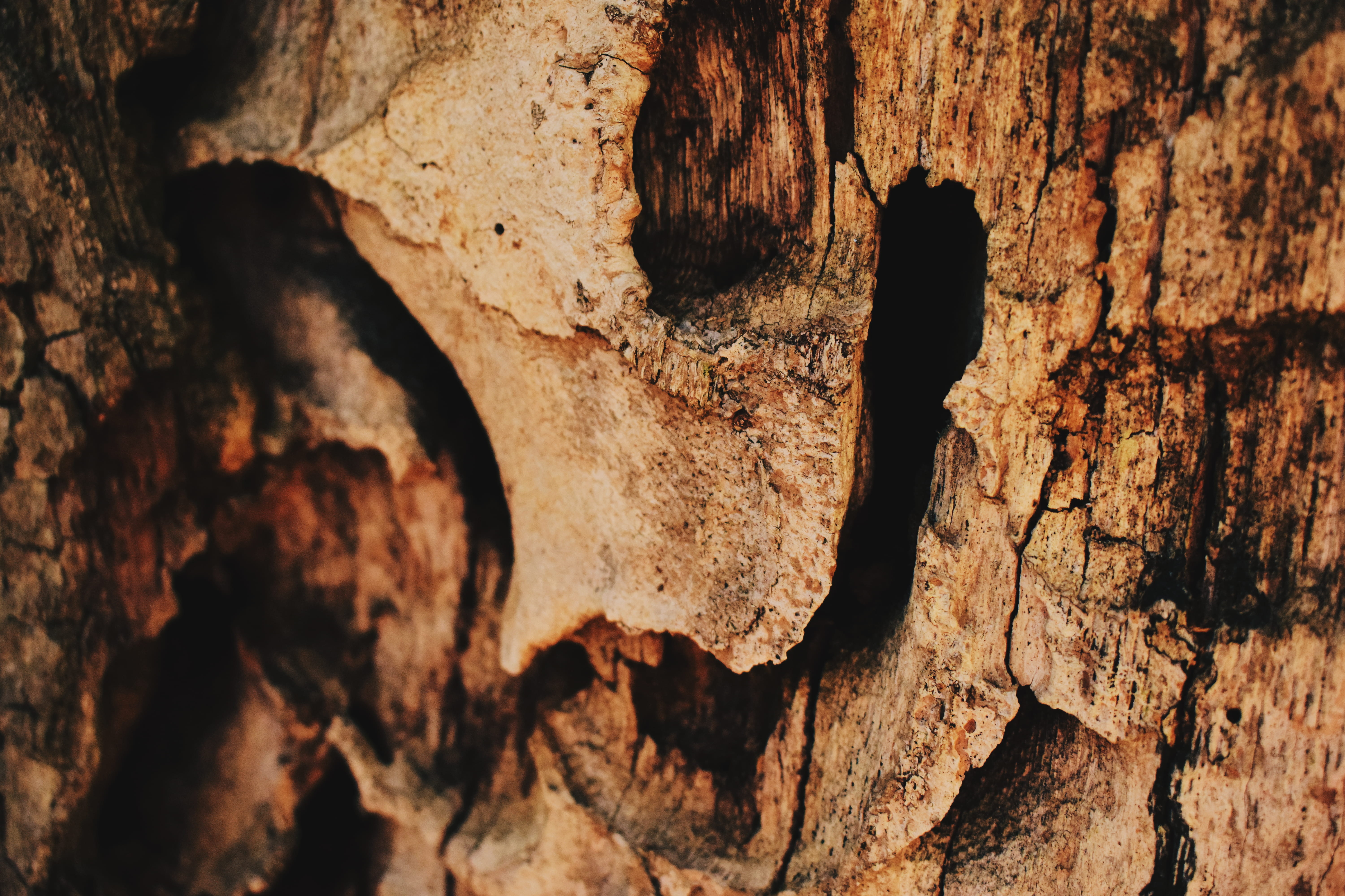 wood, pattern, macro, trees, autumn, nature, nature wallpapers