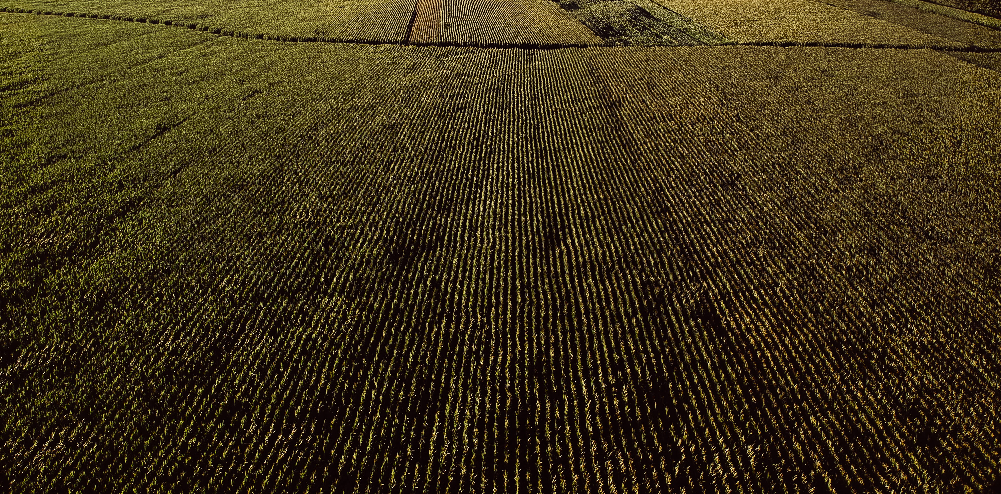 portugal, em577, pattern, landscape, wallpaper, cornfields