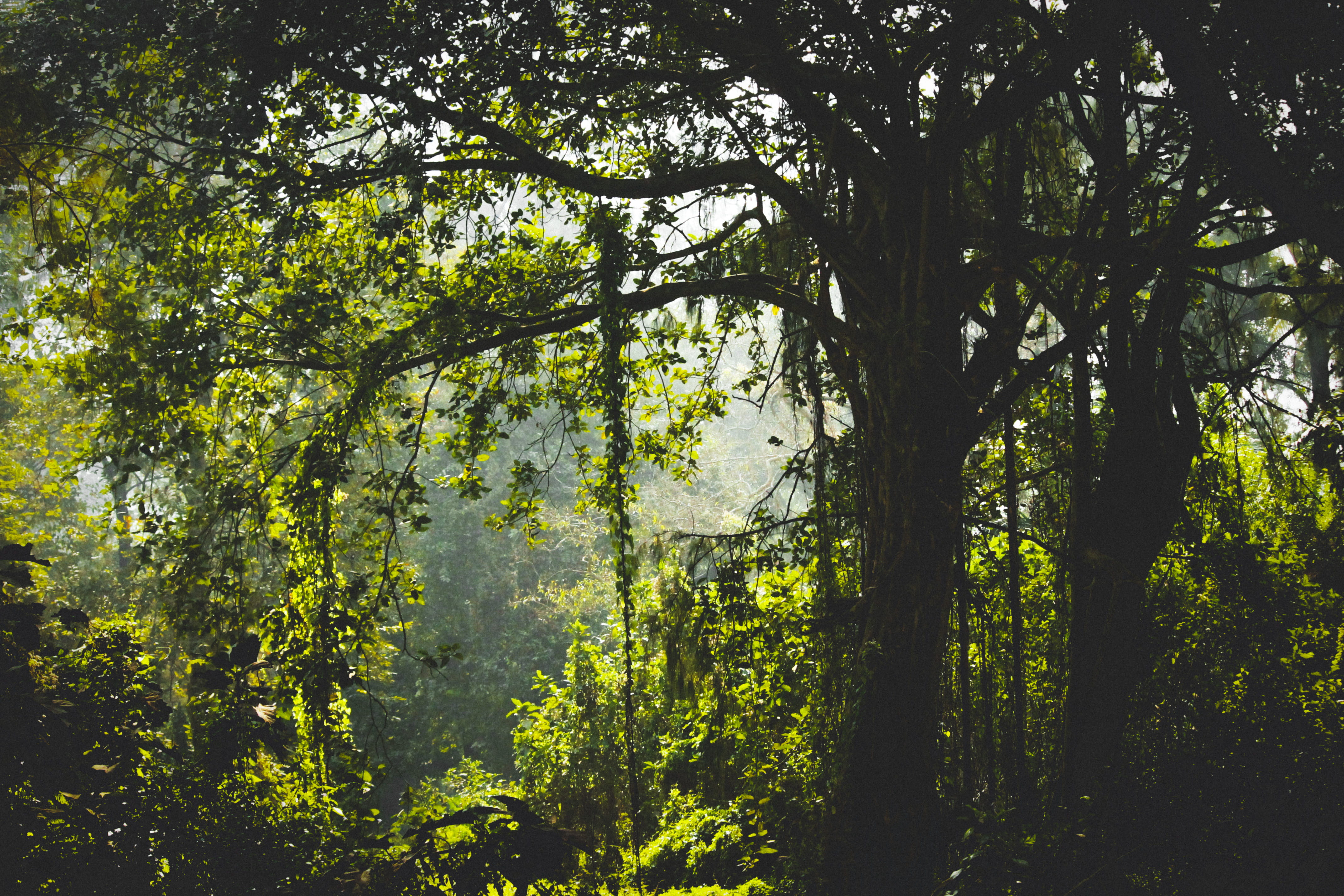 Green Leafed Tree, branches, environment, forest, india, rainforest