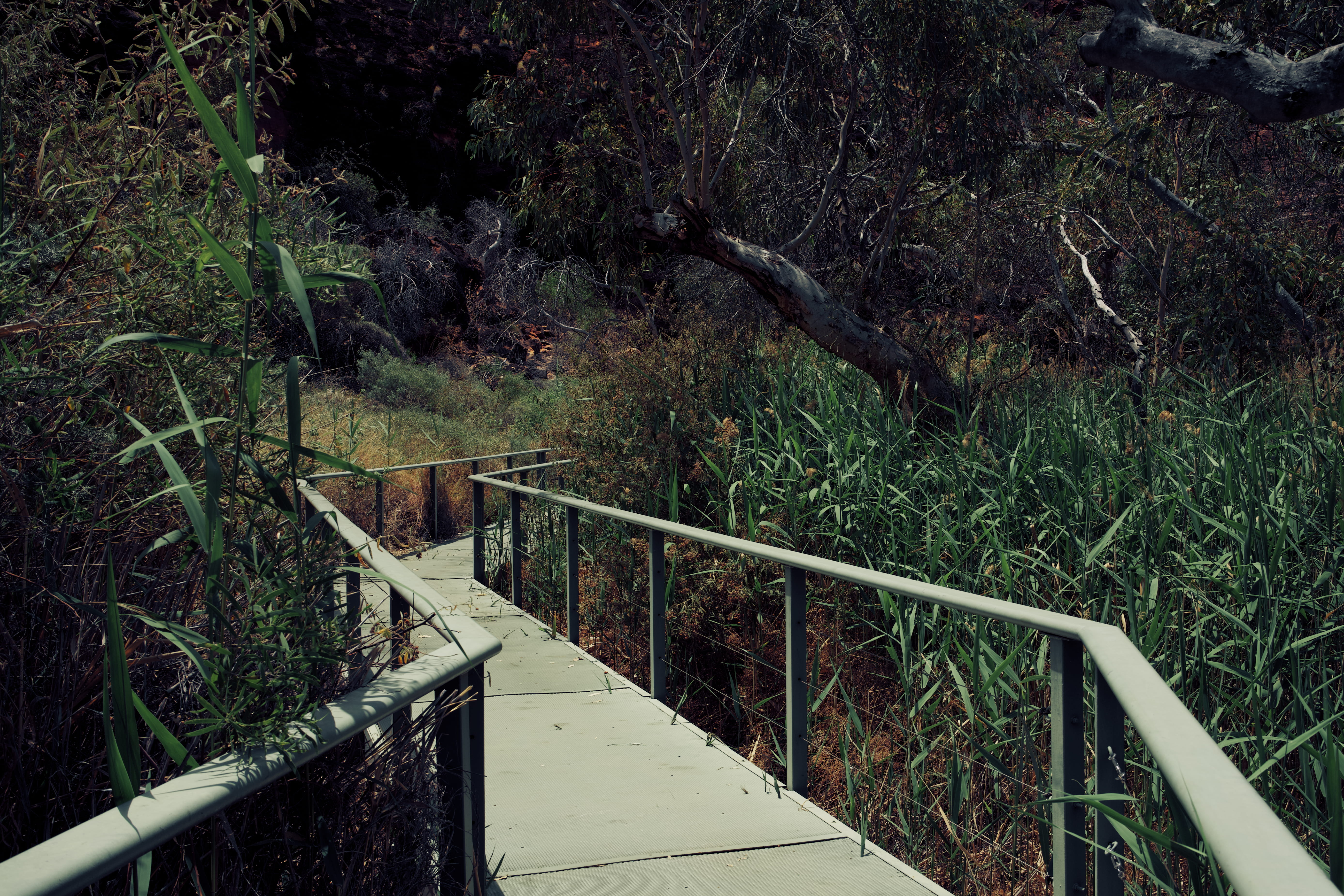 tree, trees, eucalyptus, path, pathway, nature, oasis, handlebars