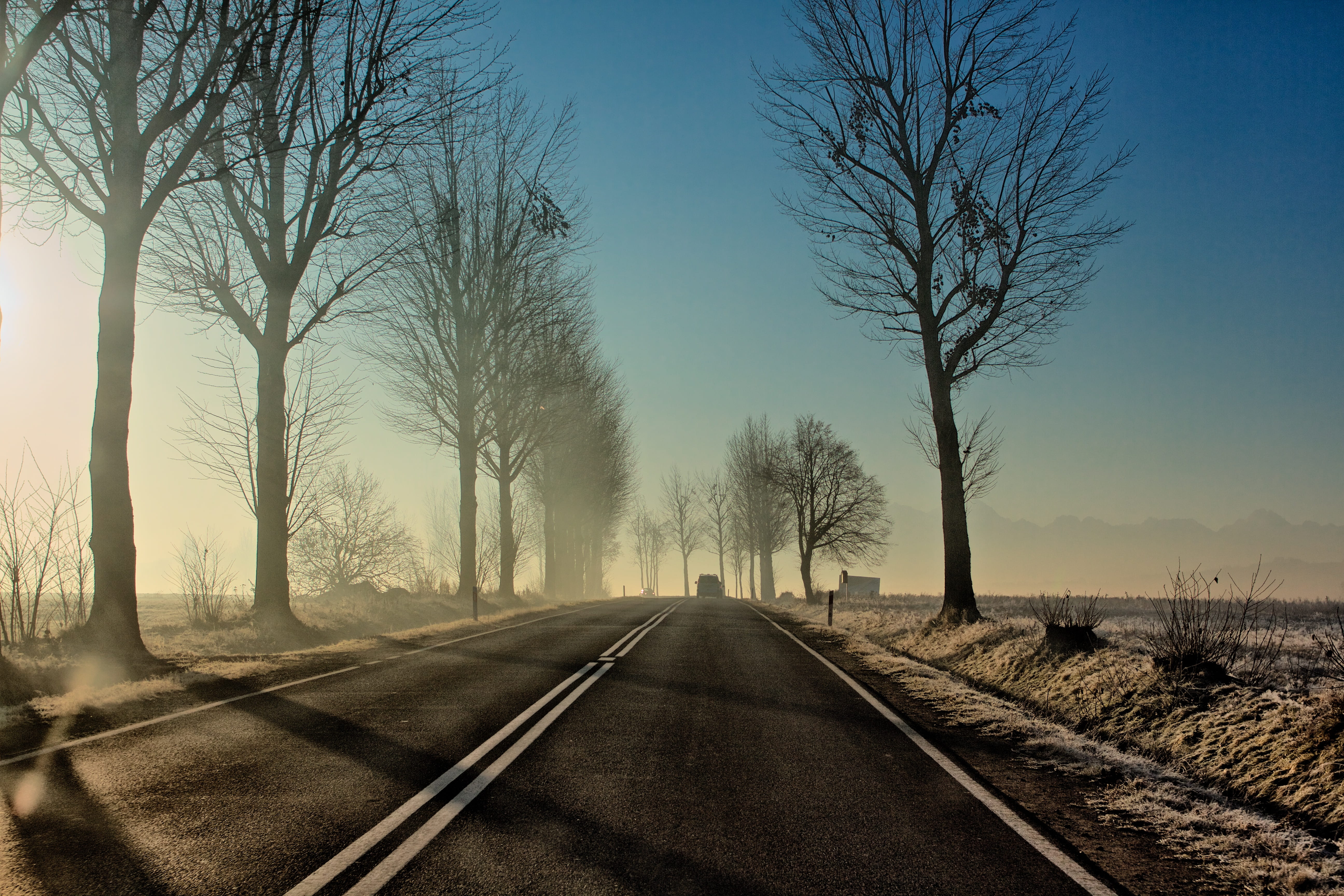 road, trees, the way forward, direction, bare tree, diminishing perspective