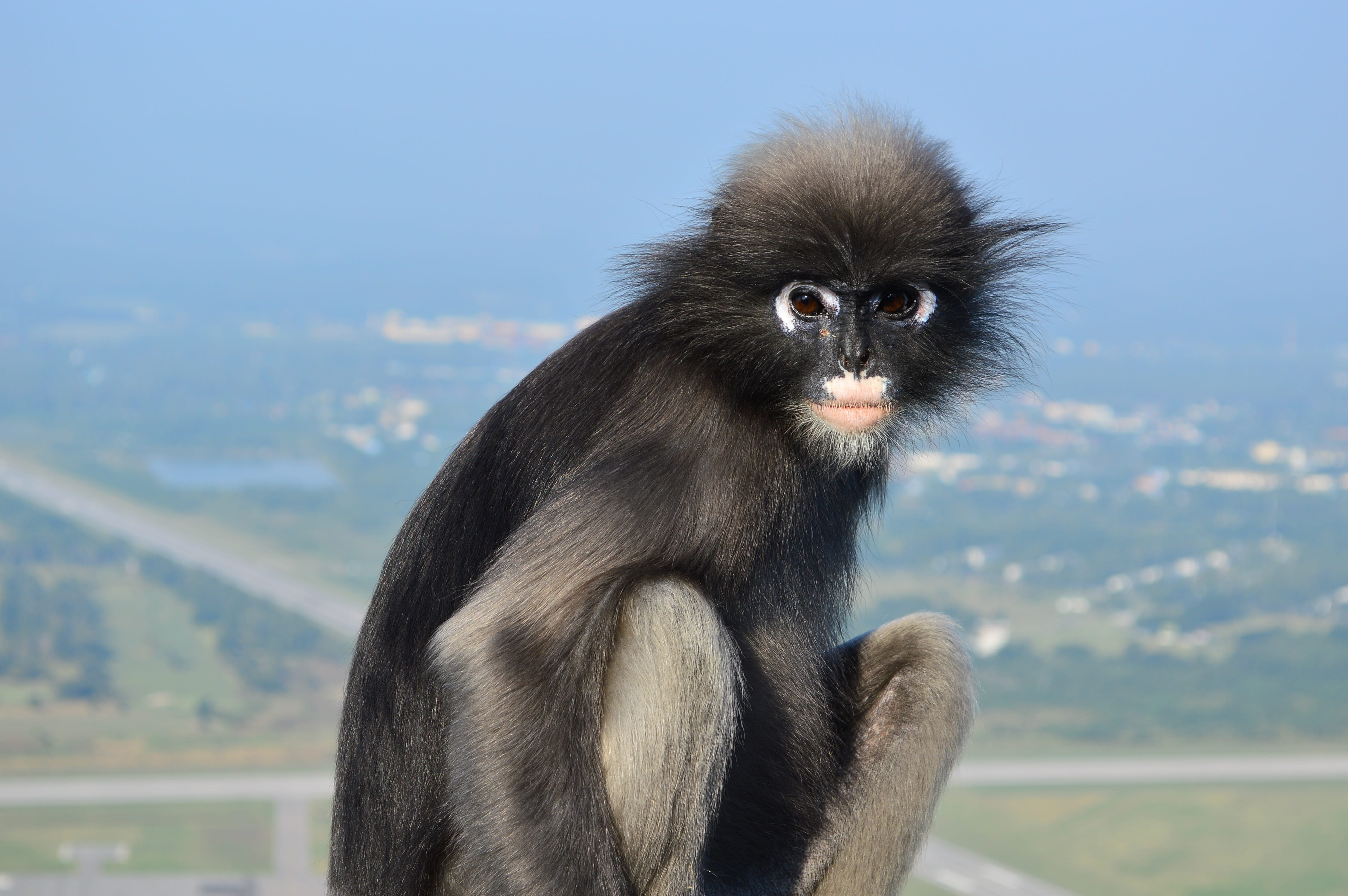 thailand, trachypithecus obscurus, dusky leaf monkey, primate