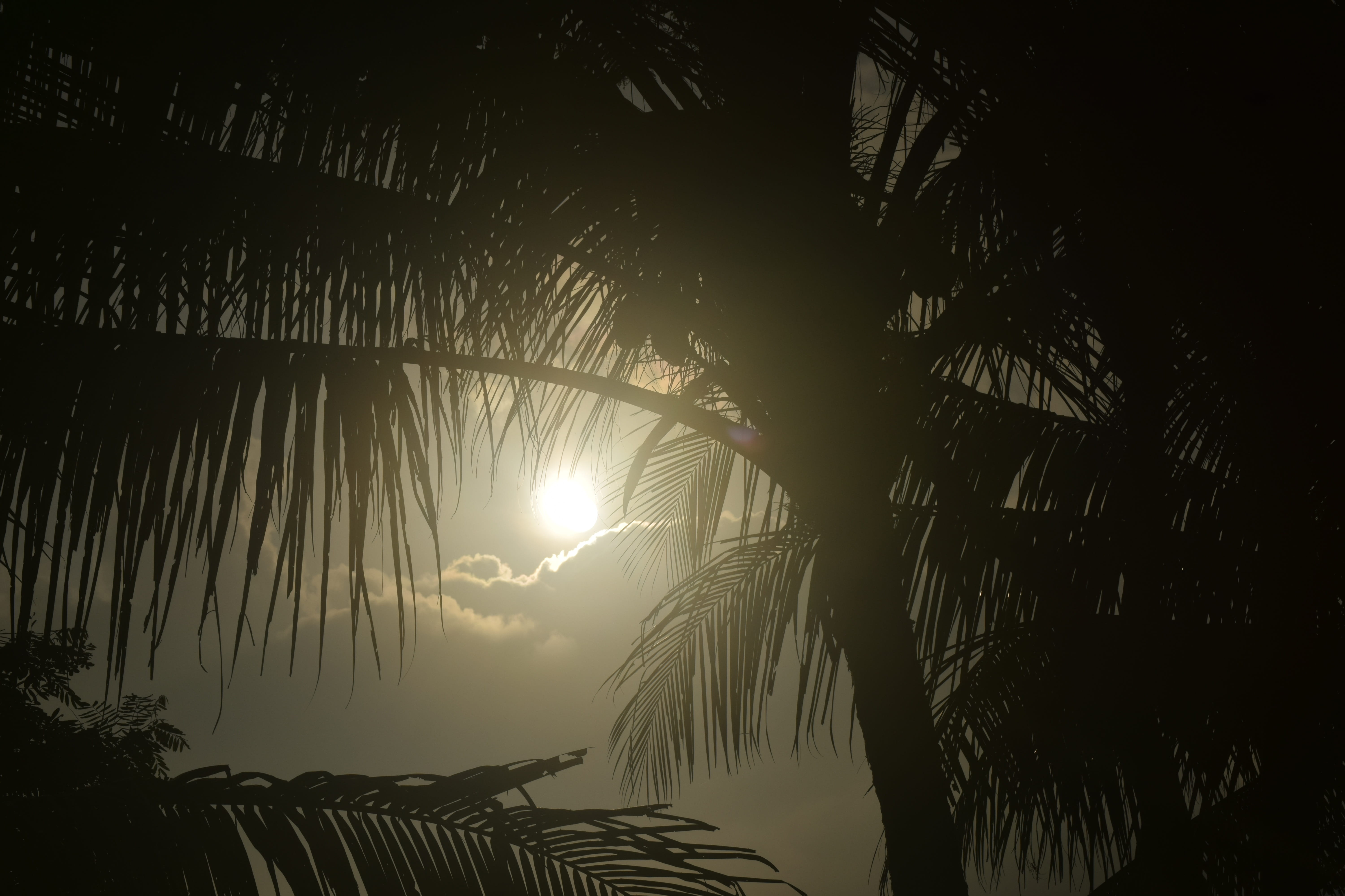sun, leaf, sunrise, light, silhouette, cloud, morning, tree