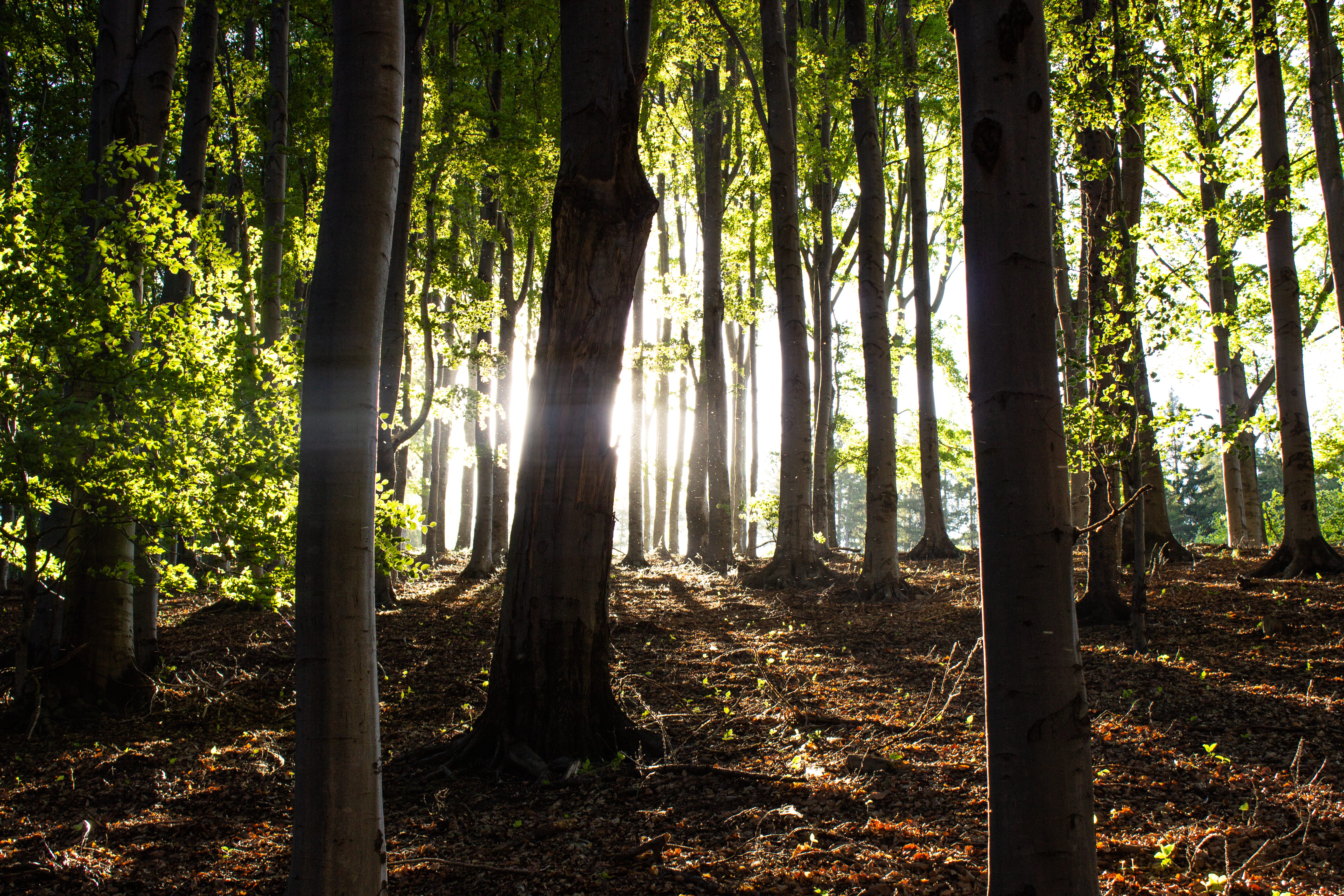 trees, sunshine, forest, light, ray, land, trunk, tree trunk