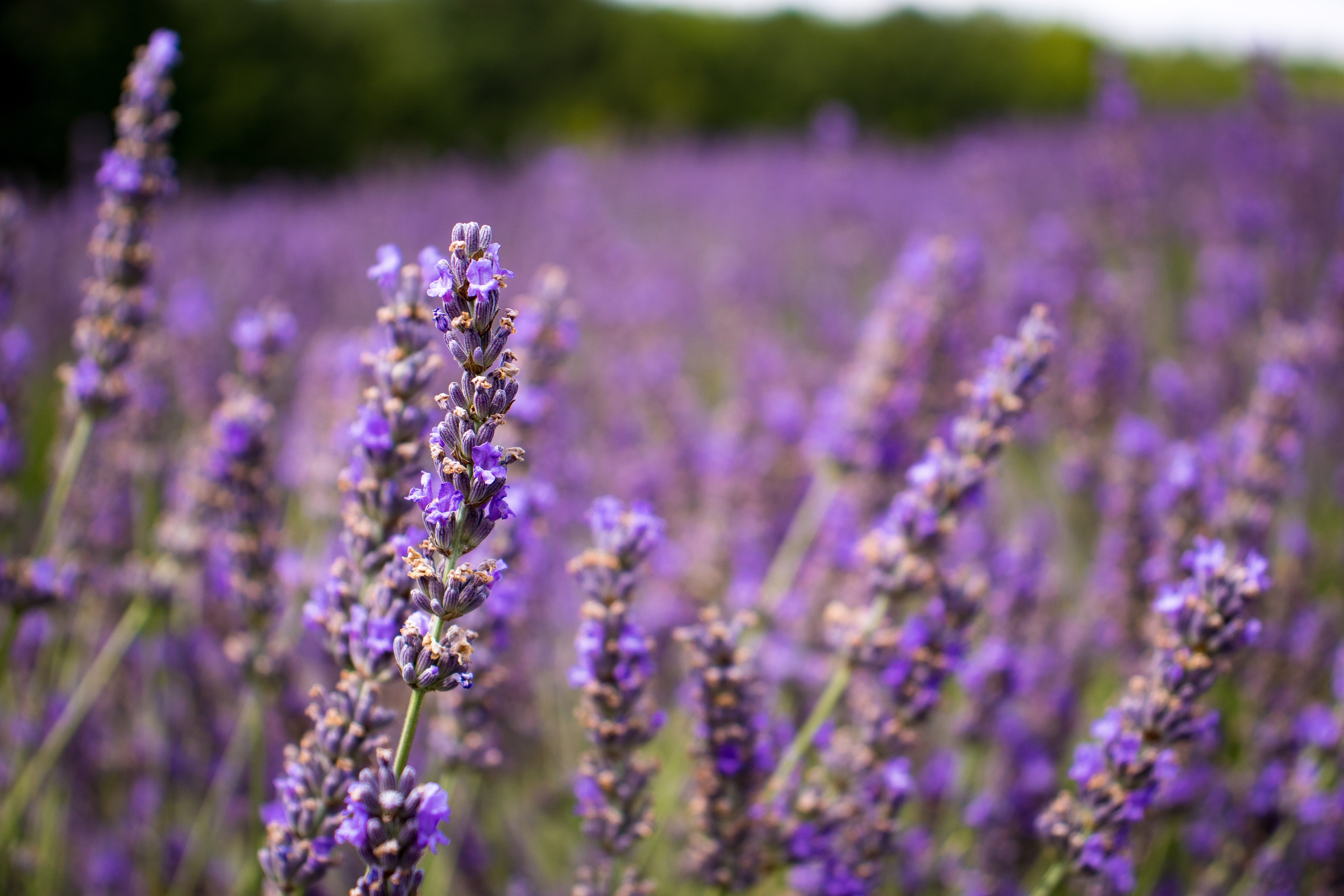 lavender, provence, purple, flowers, nature, garden, violet