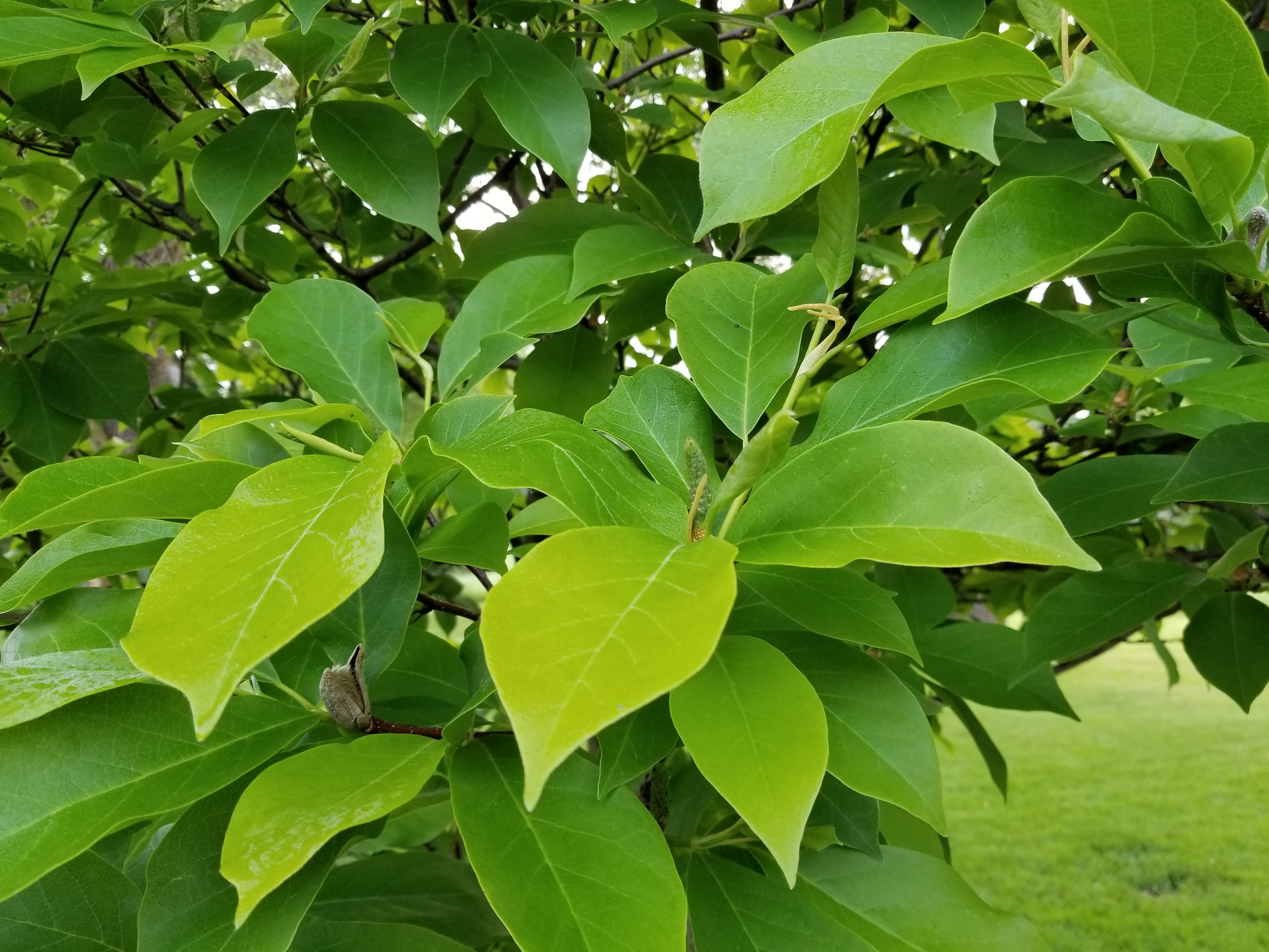 tree, leaves, leaf, leafs, texture, background, summer, green