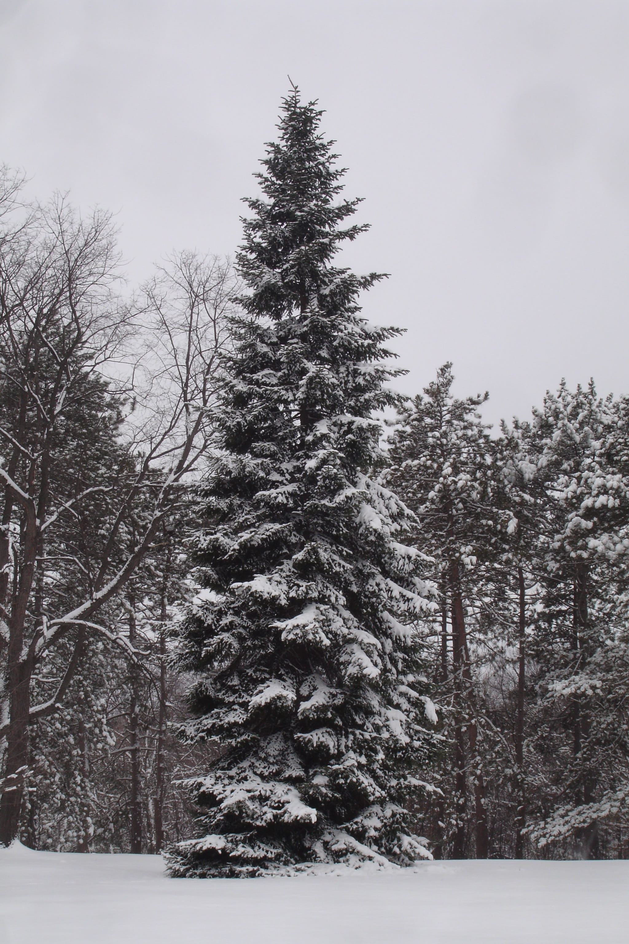 winter, landscape, snow, cold, trees, plant, cold temperature