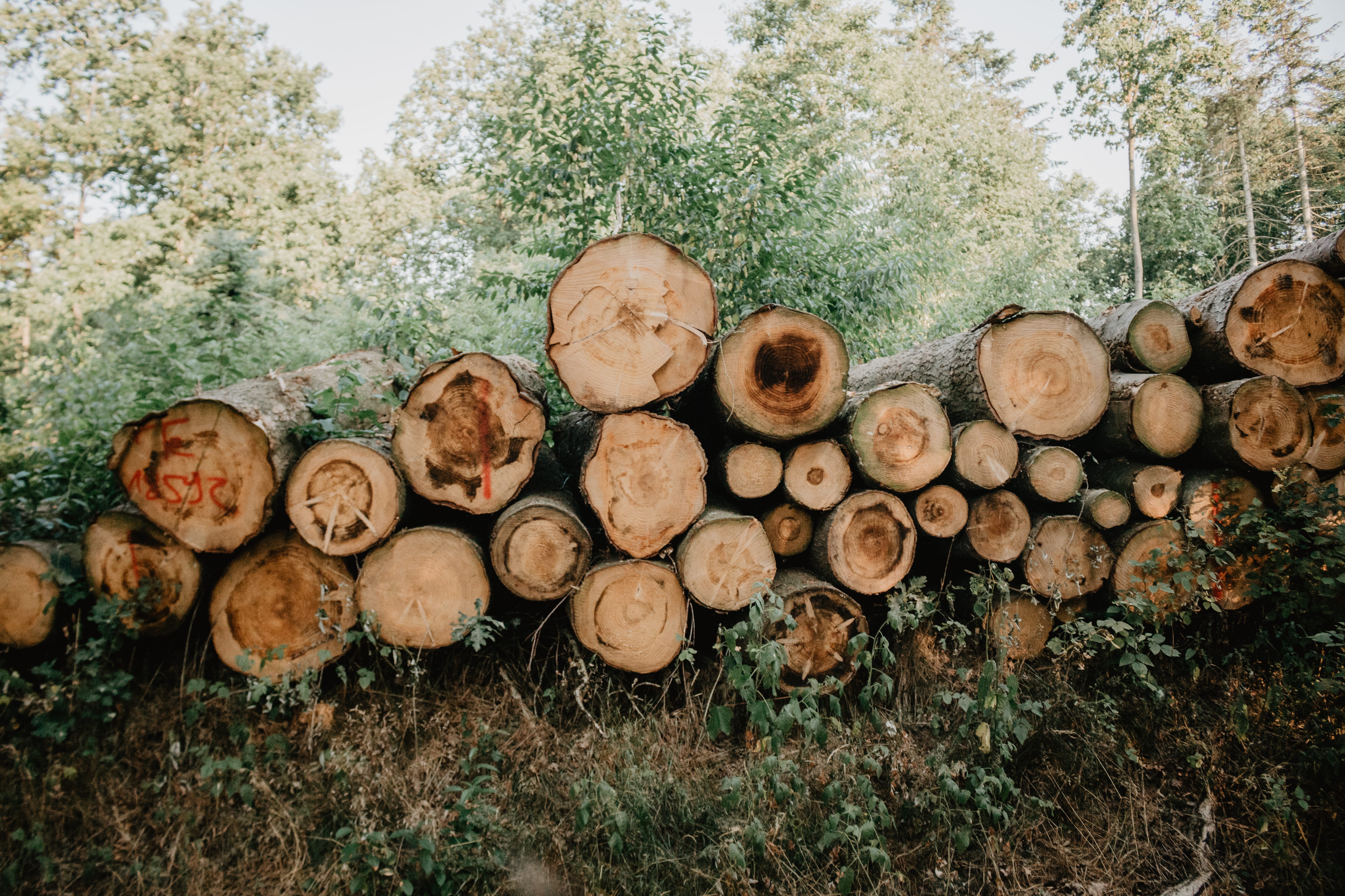 tree log, forest, stack, land, large group of objects, timber