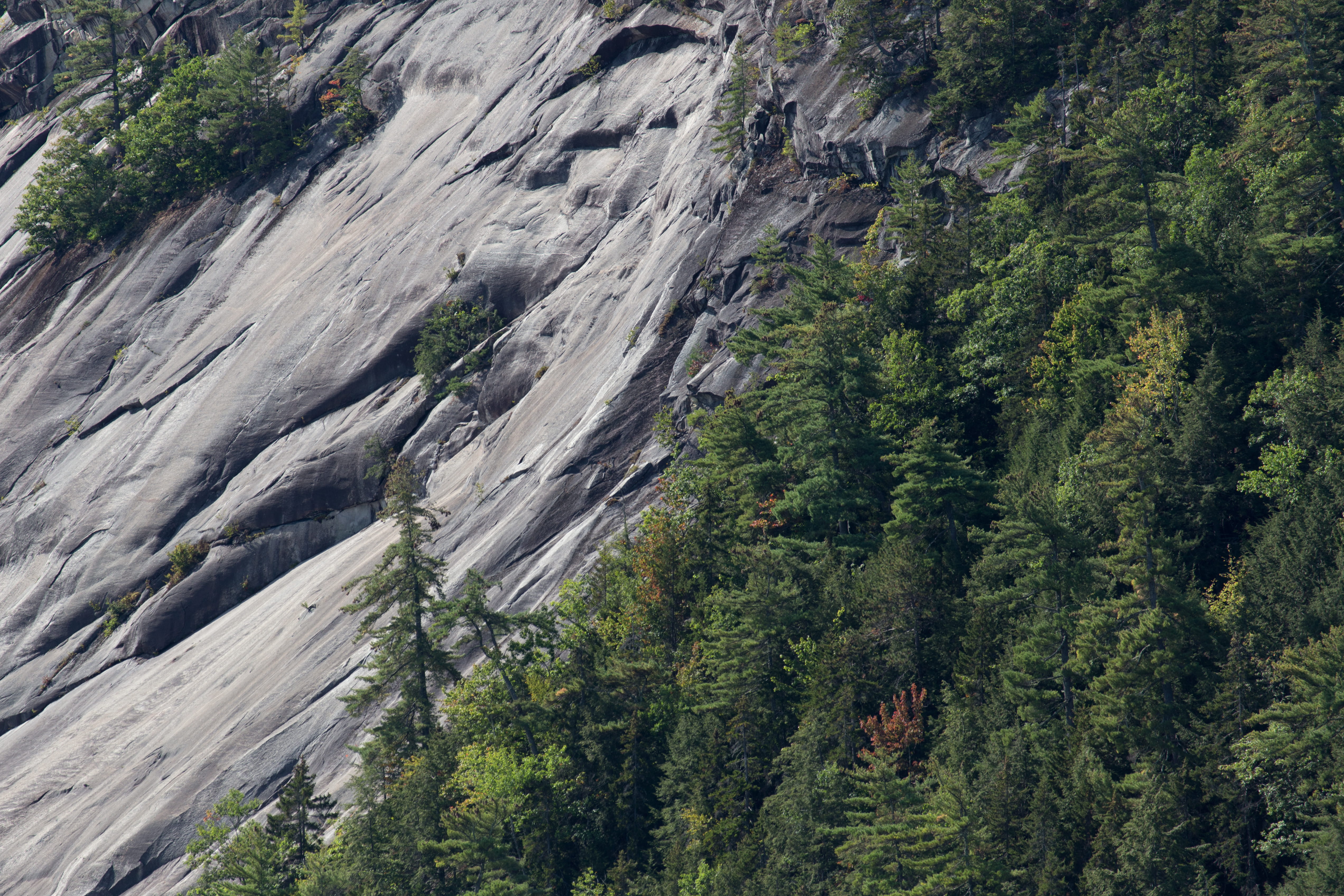 Trees on Rocky Mountain, daylight, environment, forest, idyllic
