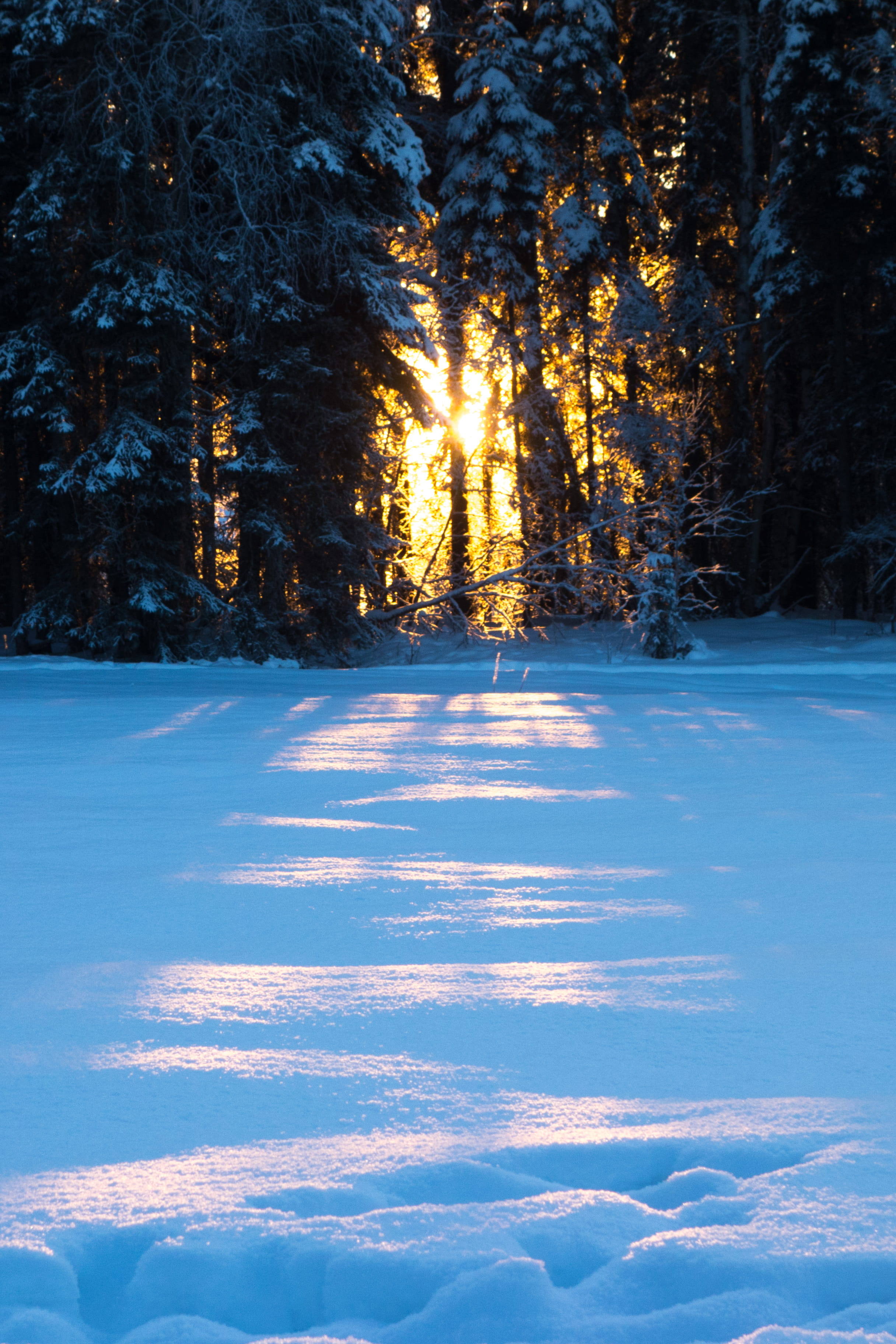 Snow Covered Pine Trees, branches, cold, daylight, environment