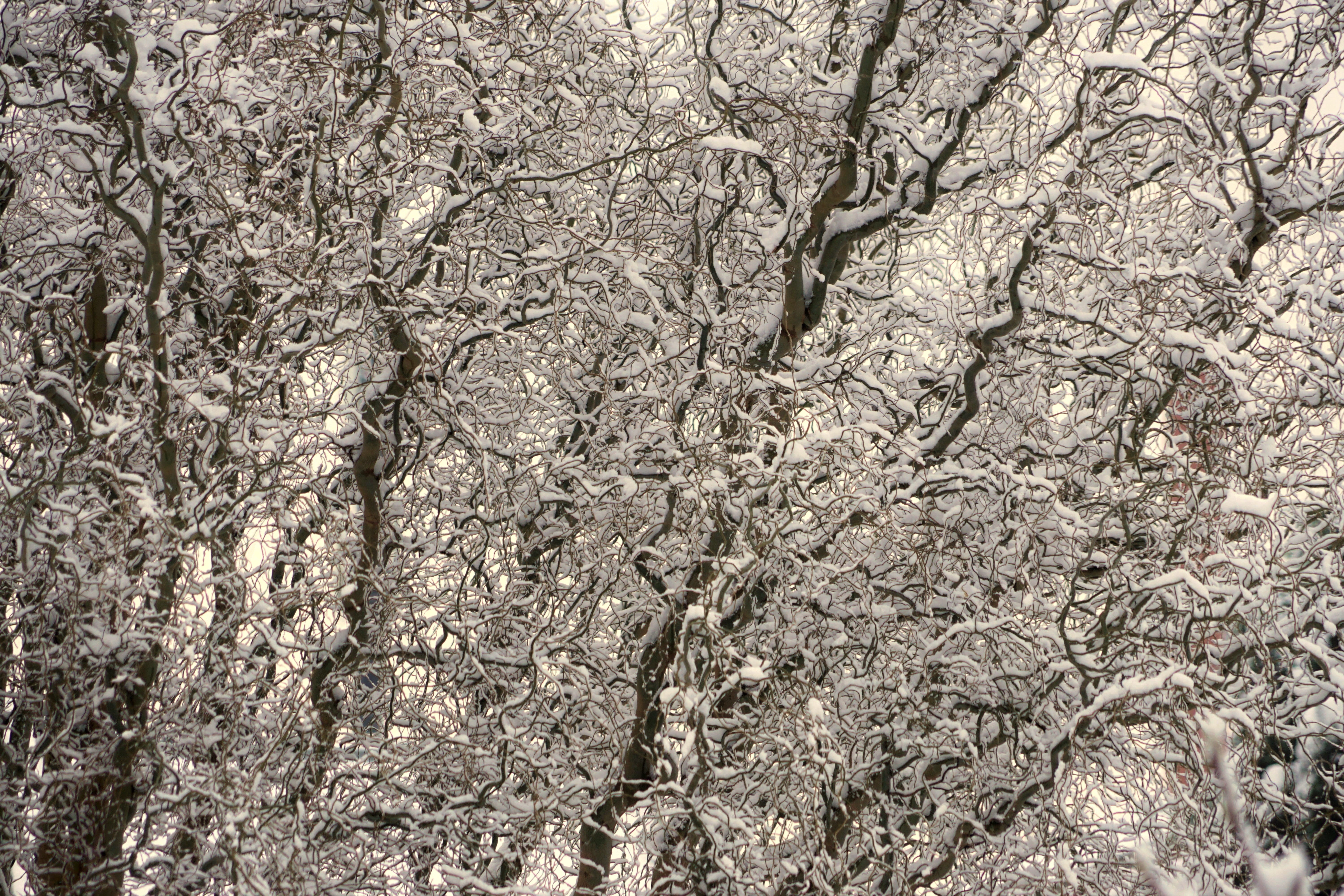 twisted, trees, snow, branches, gnarled, mesmerizing, pattern