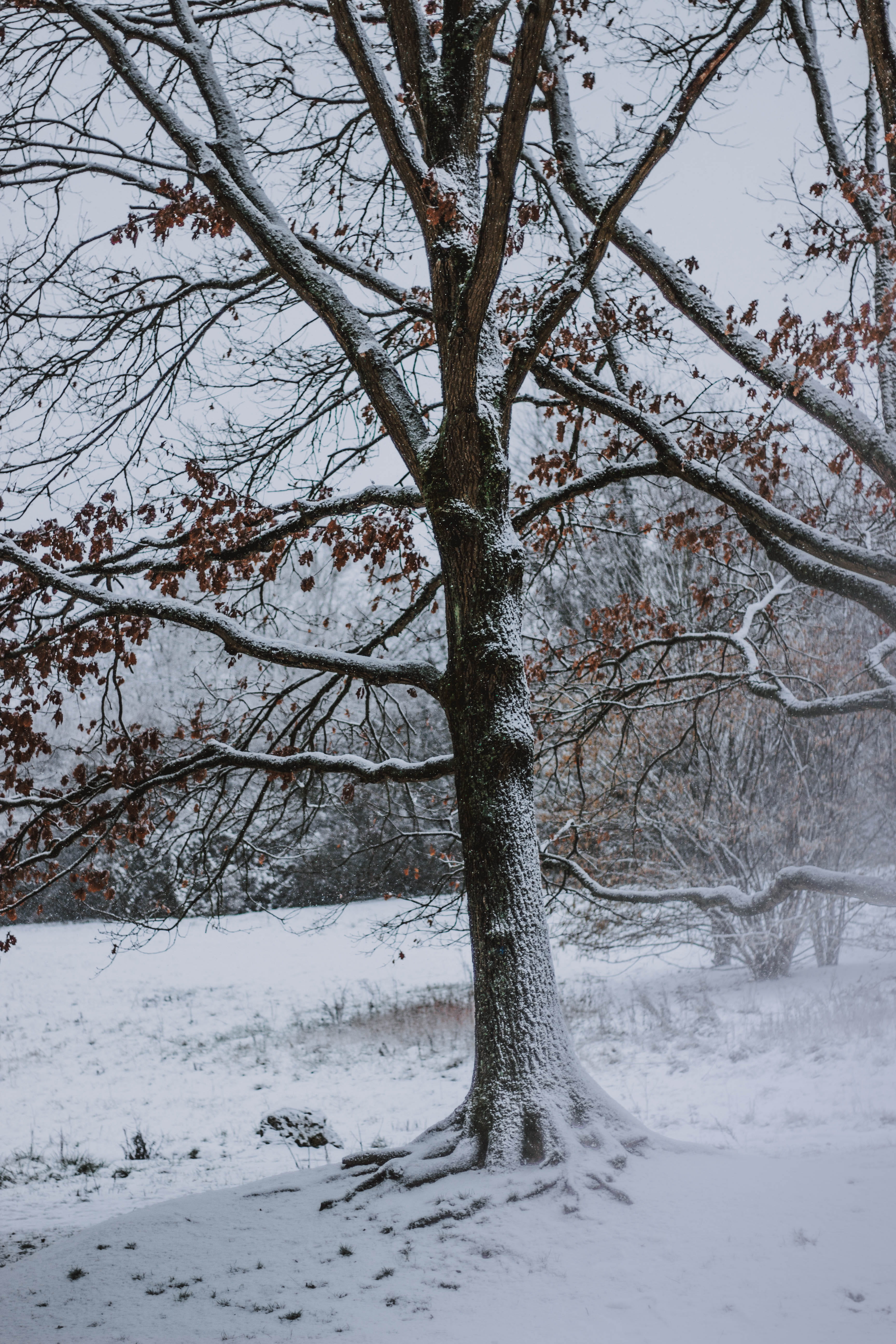 tree covered by snow during daytime, winter, cold temperature