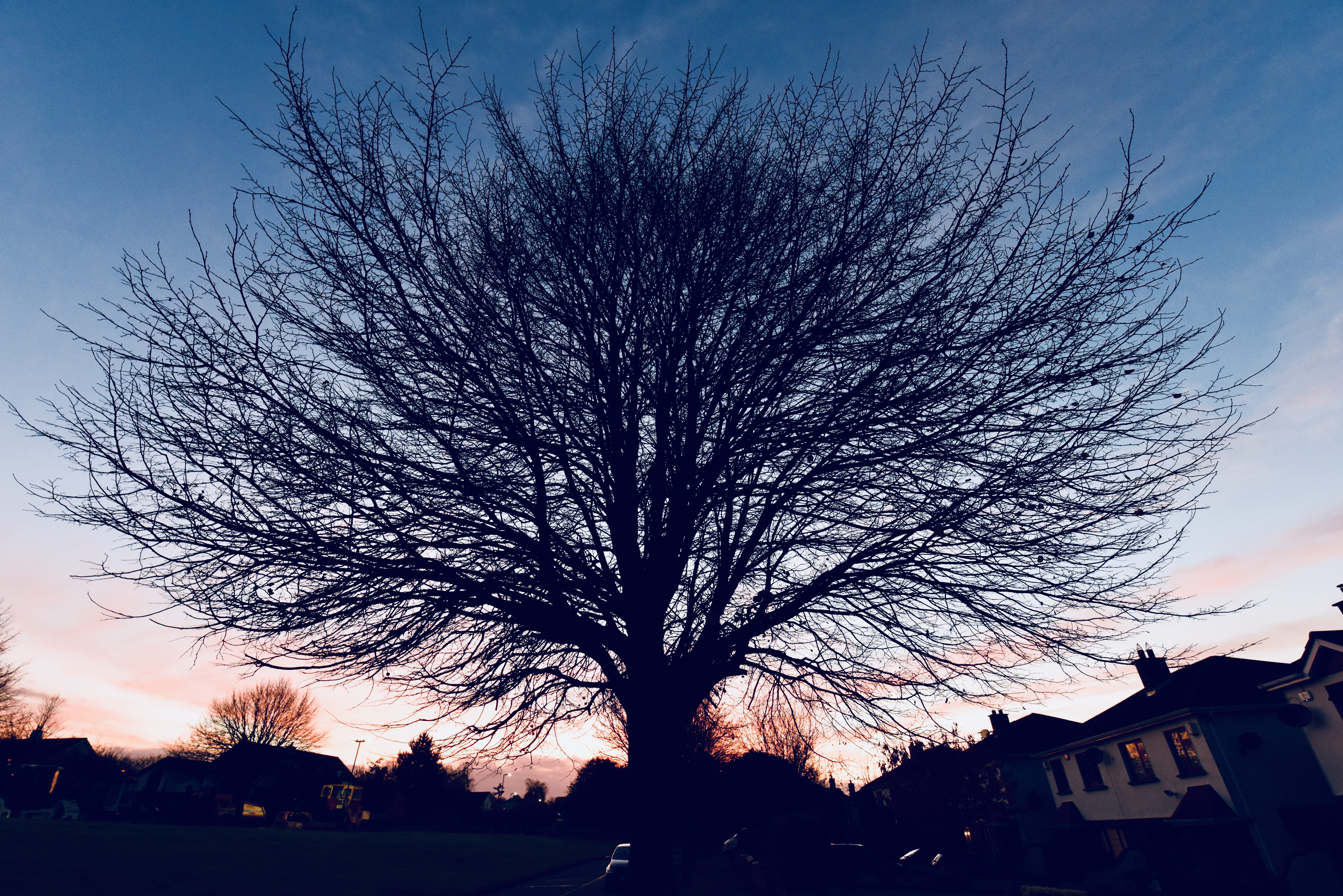 trees, dawn, winter, bare tree, sky, plant, silhouette, architecture