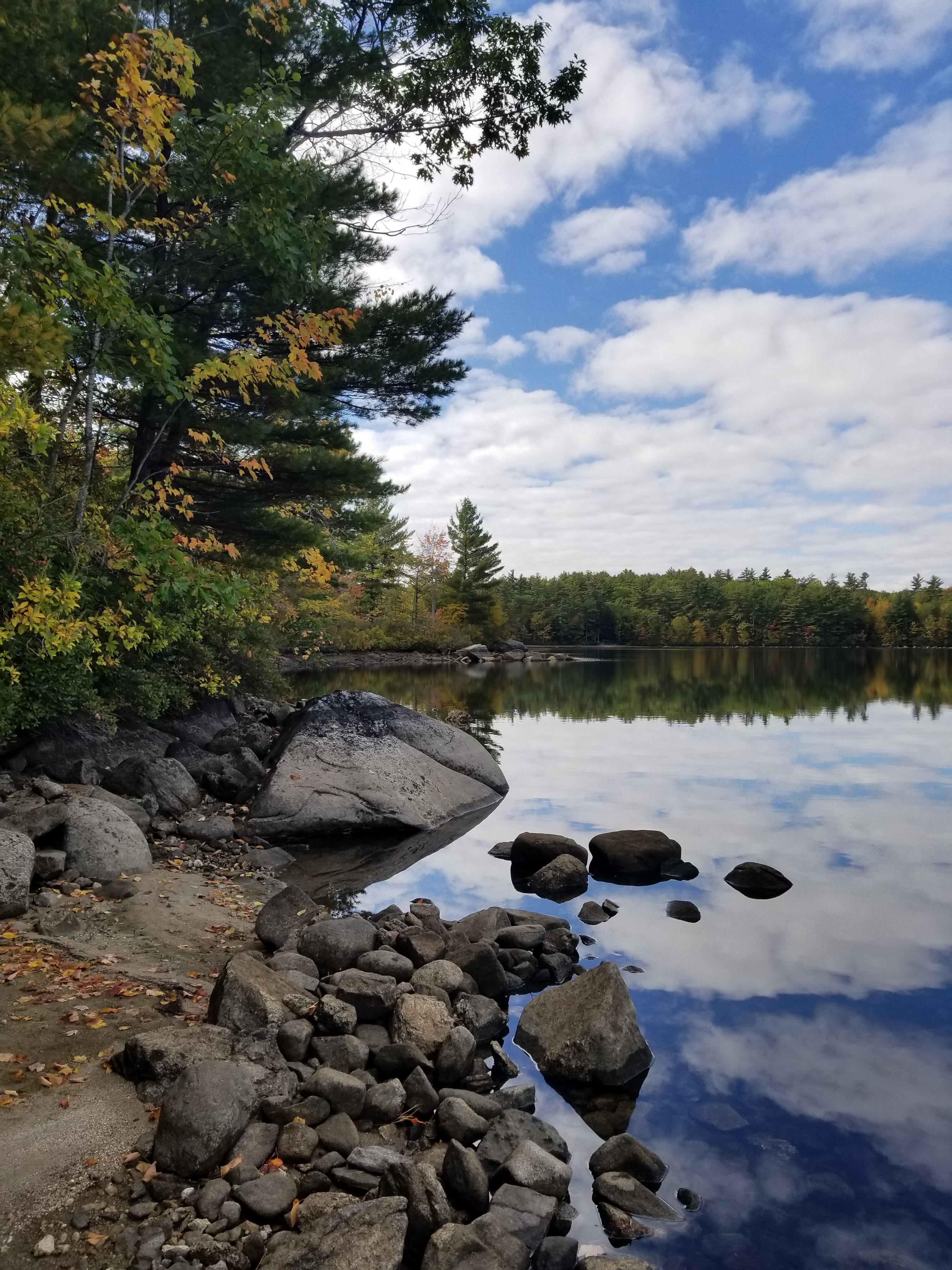 lake, shore, reflection, clouds, water, tree, plant, solid