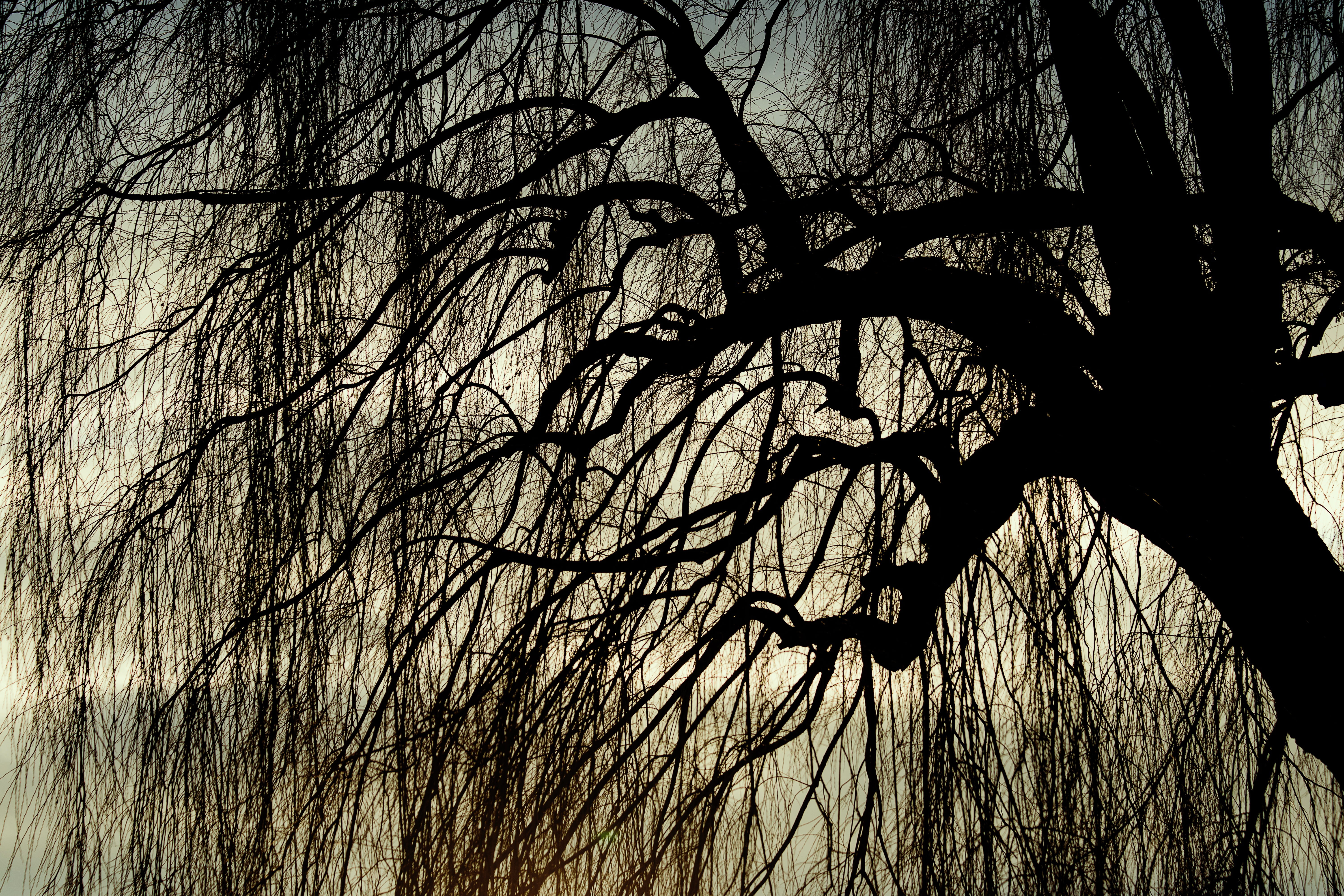 weeping willow, pasture, tree, deciduous tree, nature, branches