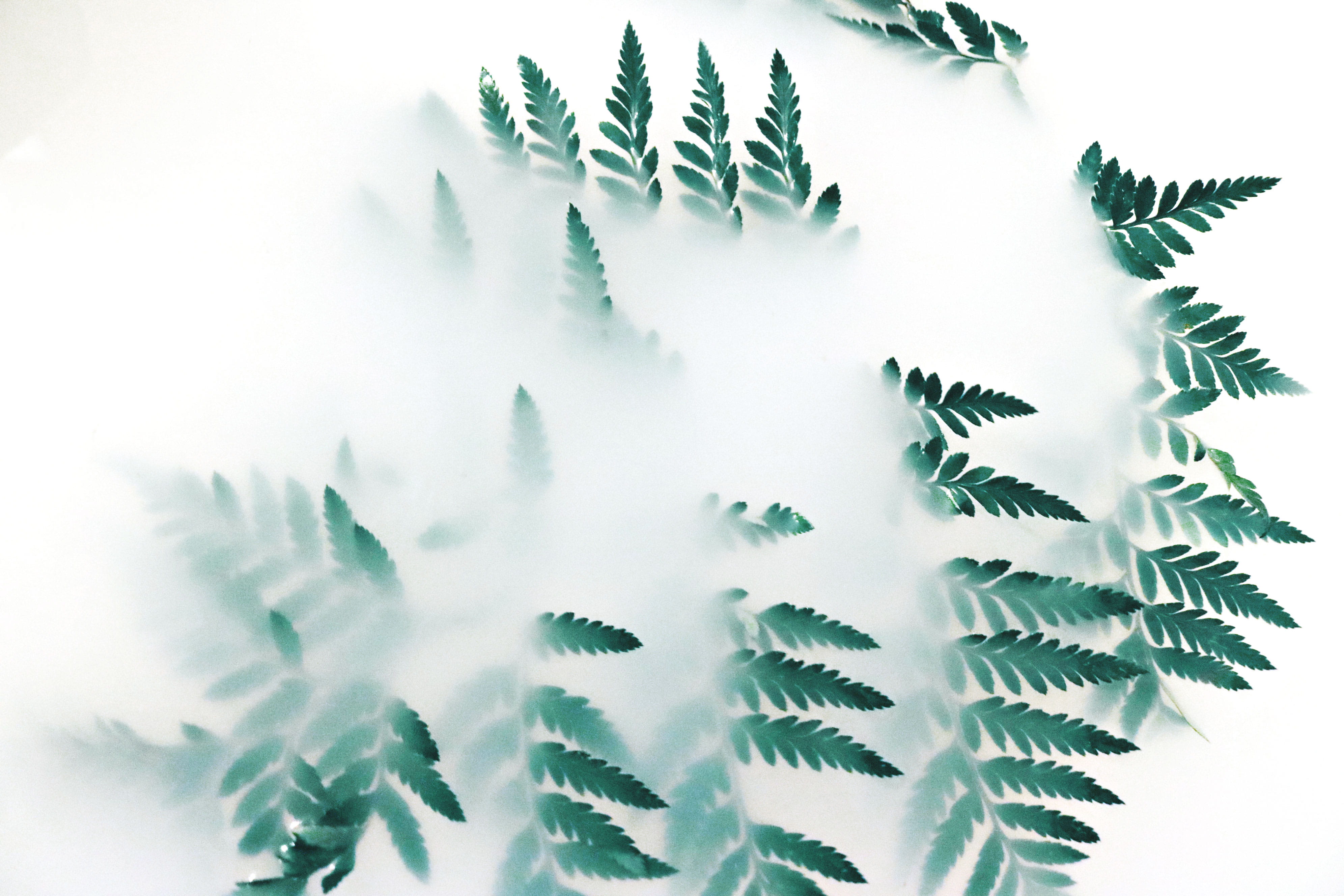 Green Leaf Plant Covered With White Smoke, blur, bright, close-up