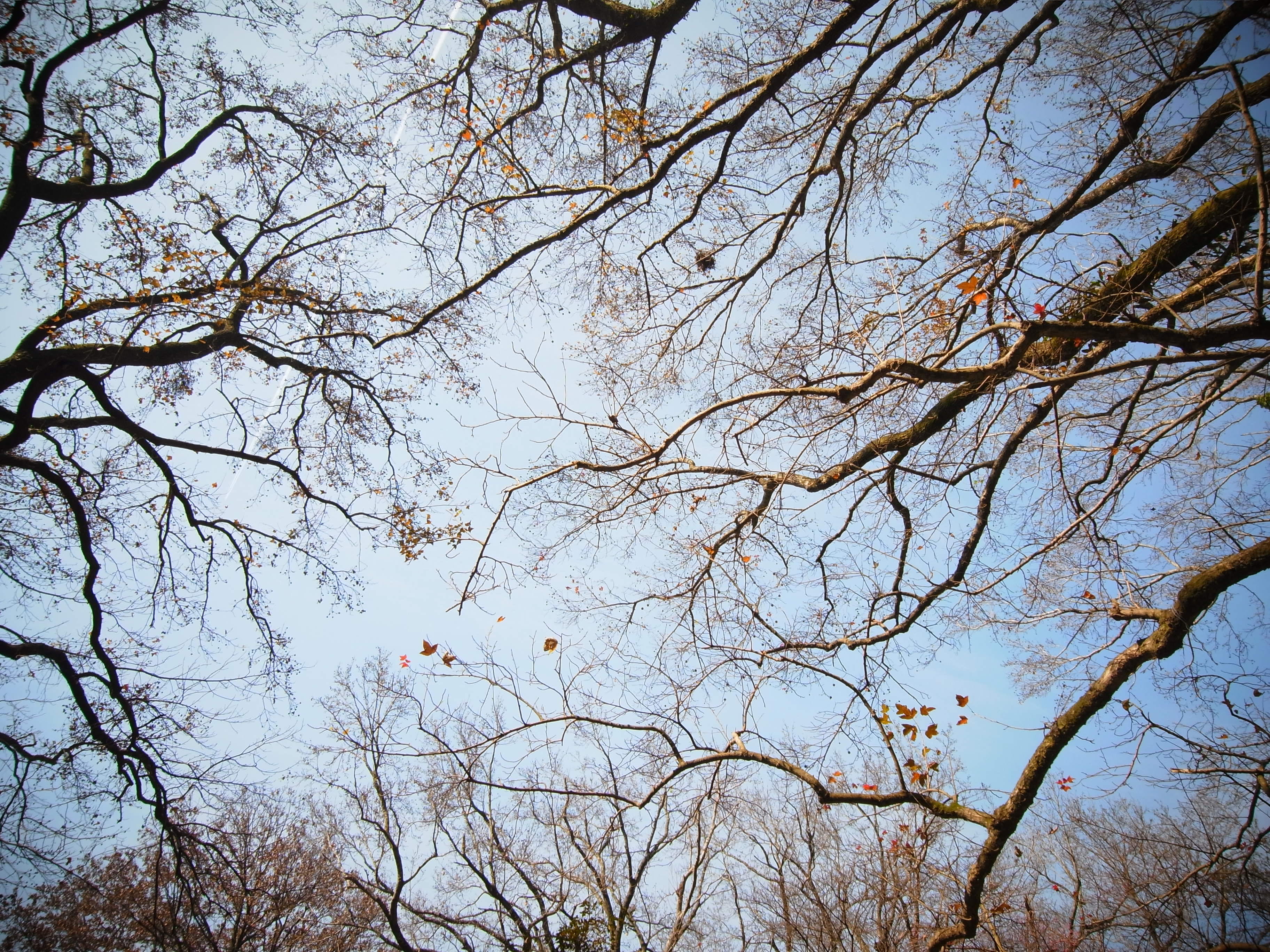 trees, winter, plant, branch, low angle view, sky, tranquility