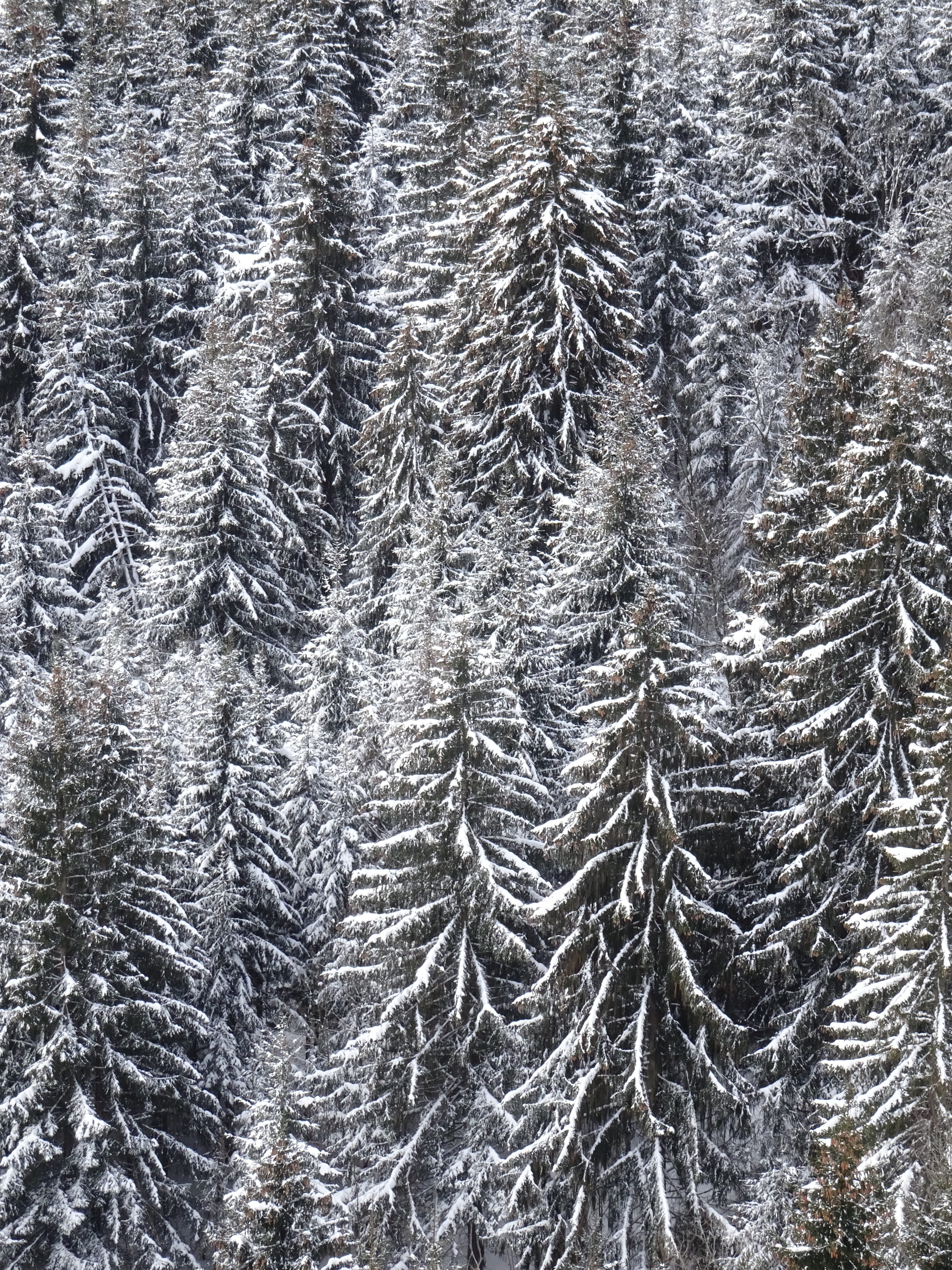 firs, snowy, structure, texture, background, winter, wintry
