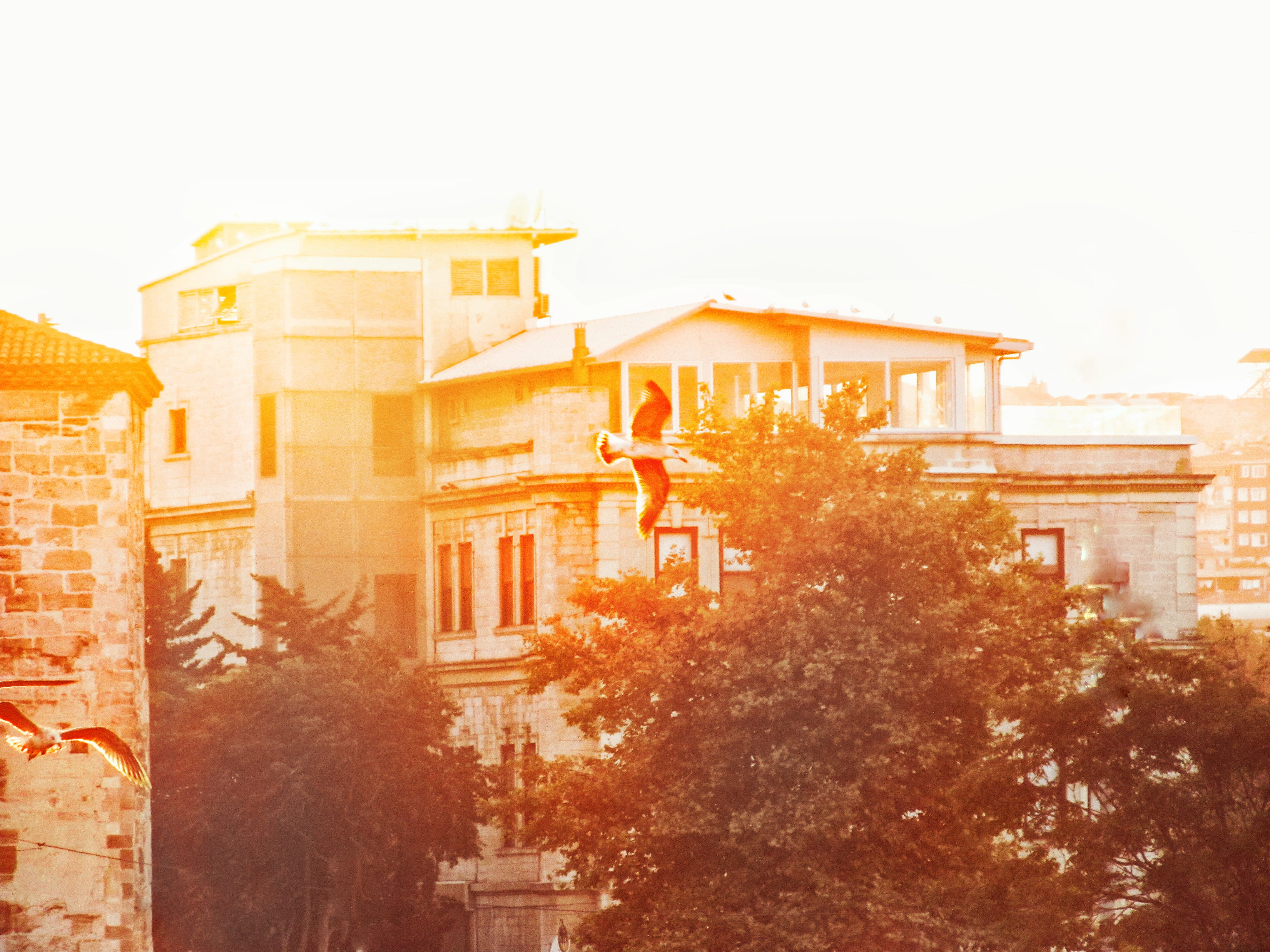 eminönü, turkey, tree, sunset, light, building, istanbul