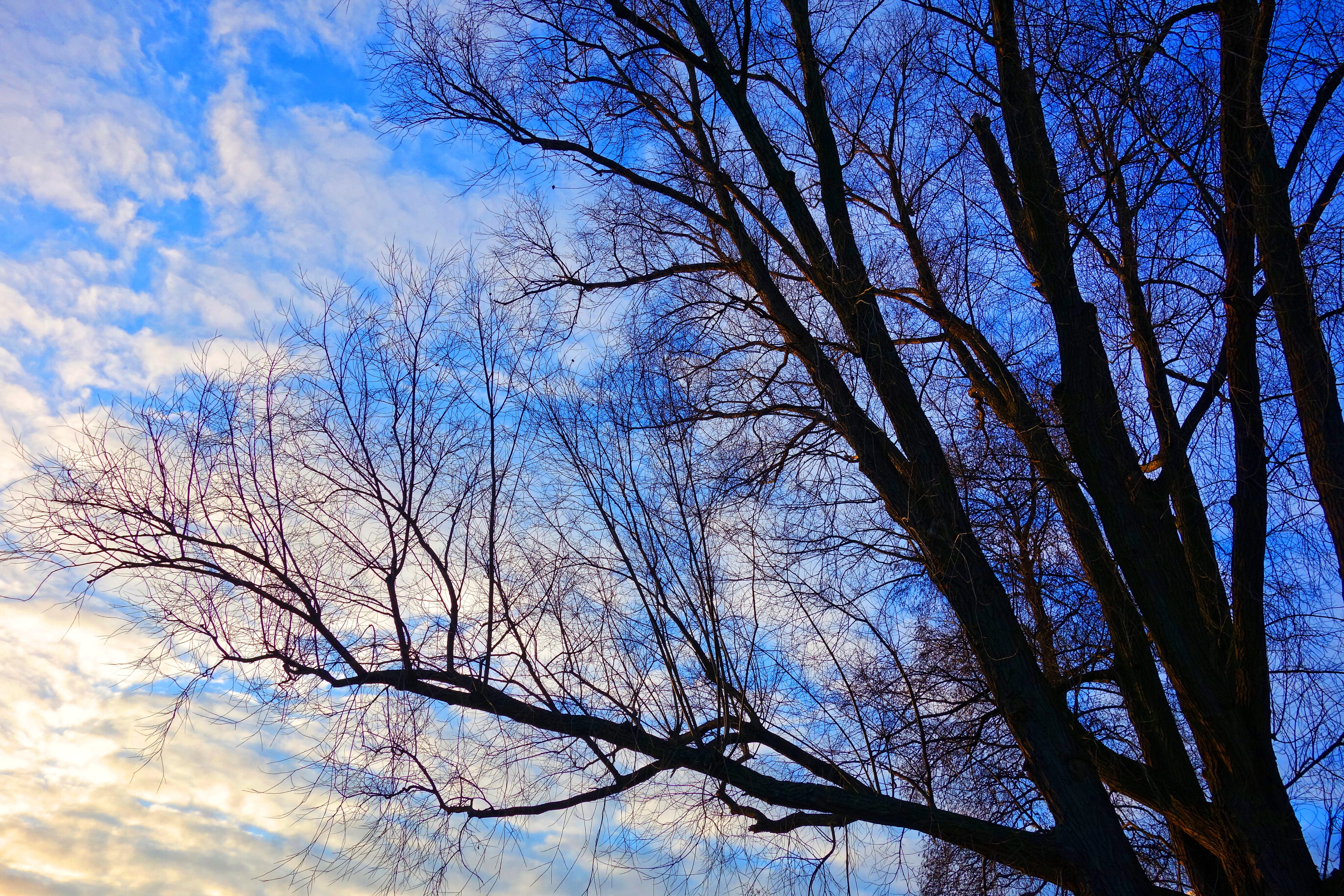 tree, tree top, winter tree, deciduous, bare tree, branch, tangle