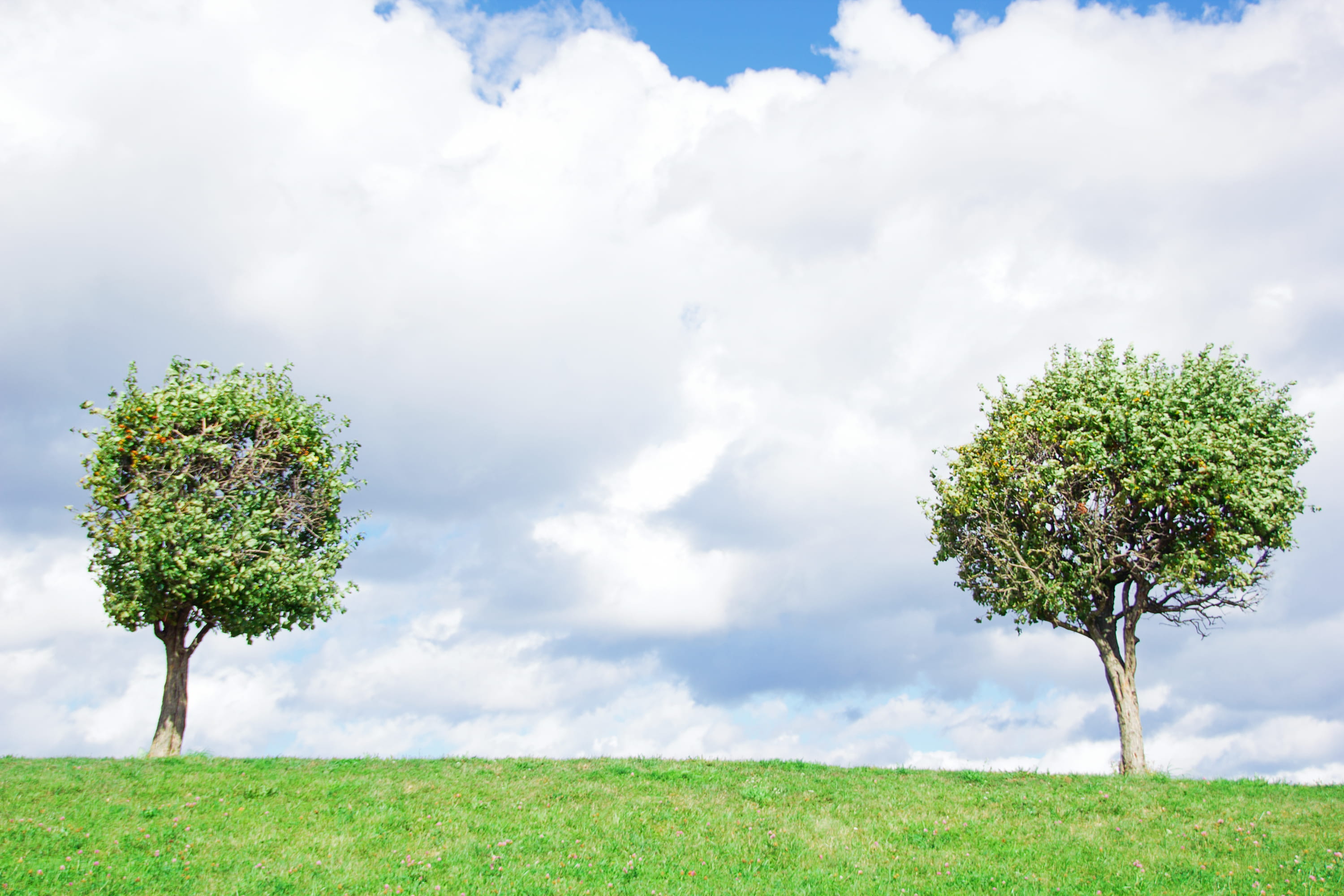 tree, two, leaf, branches, together, sky, couple, background