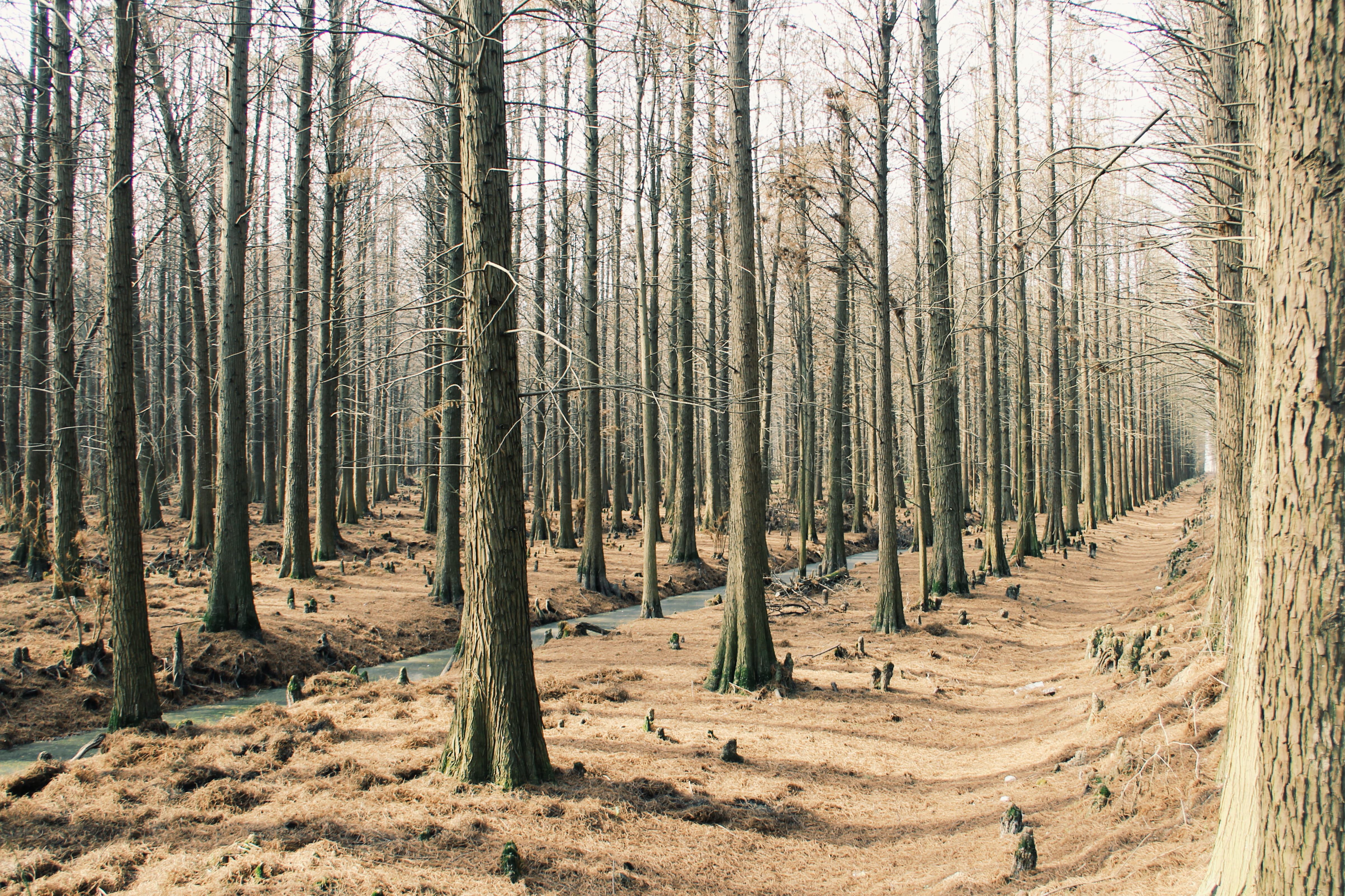 trees, forest, plant, land, trunk, tree trunk, tranquility