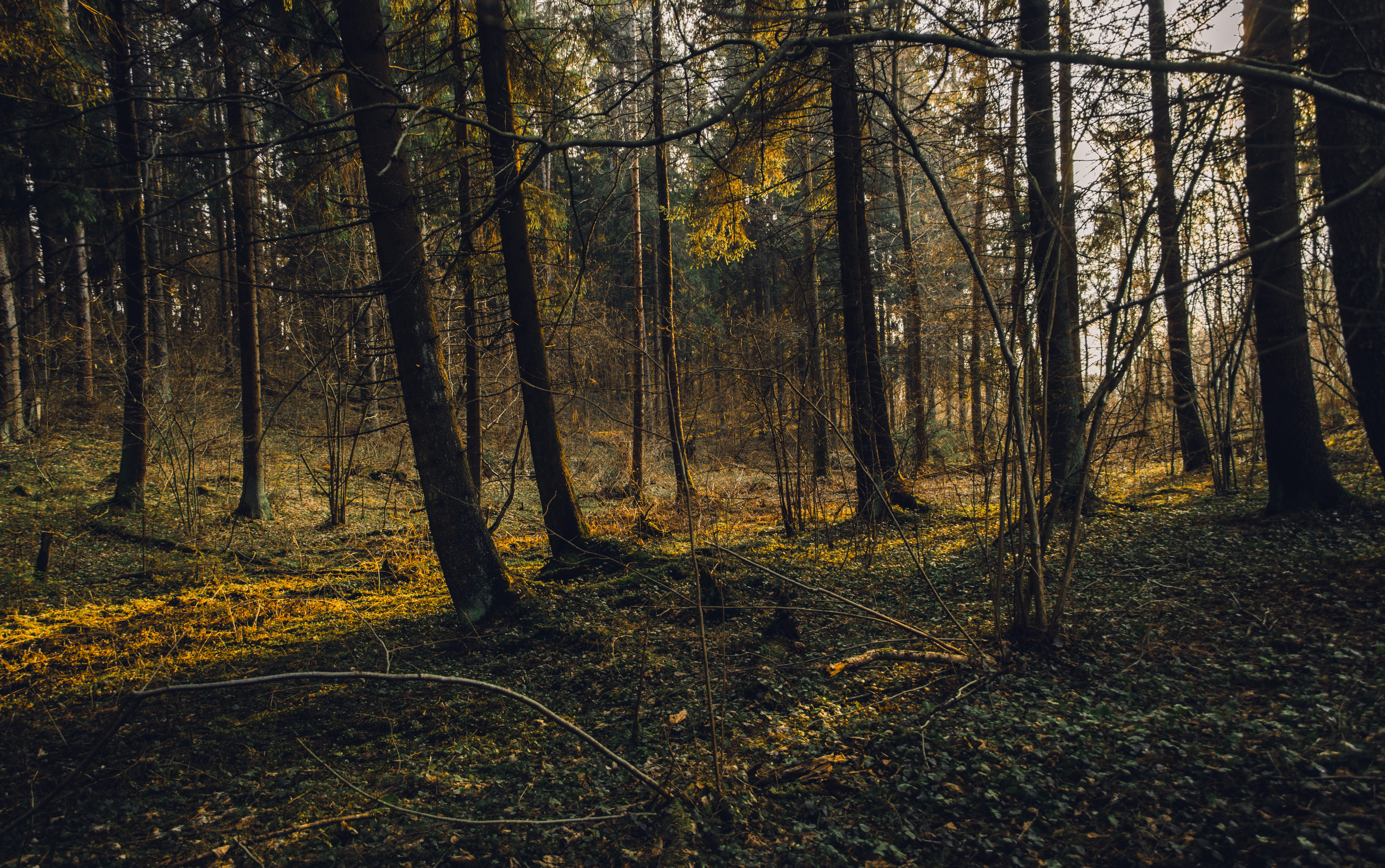 Forest, beautiful, branches, darkness, daylight, environment