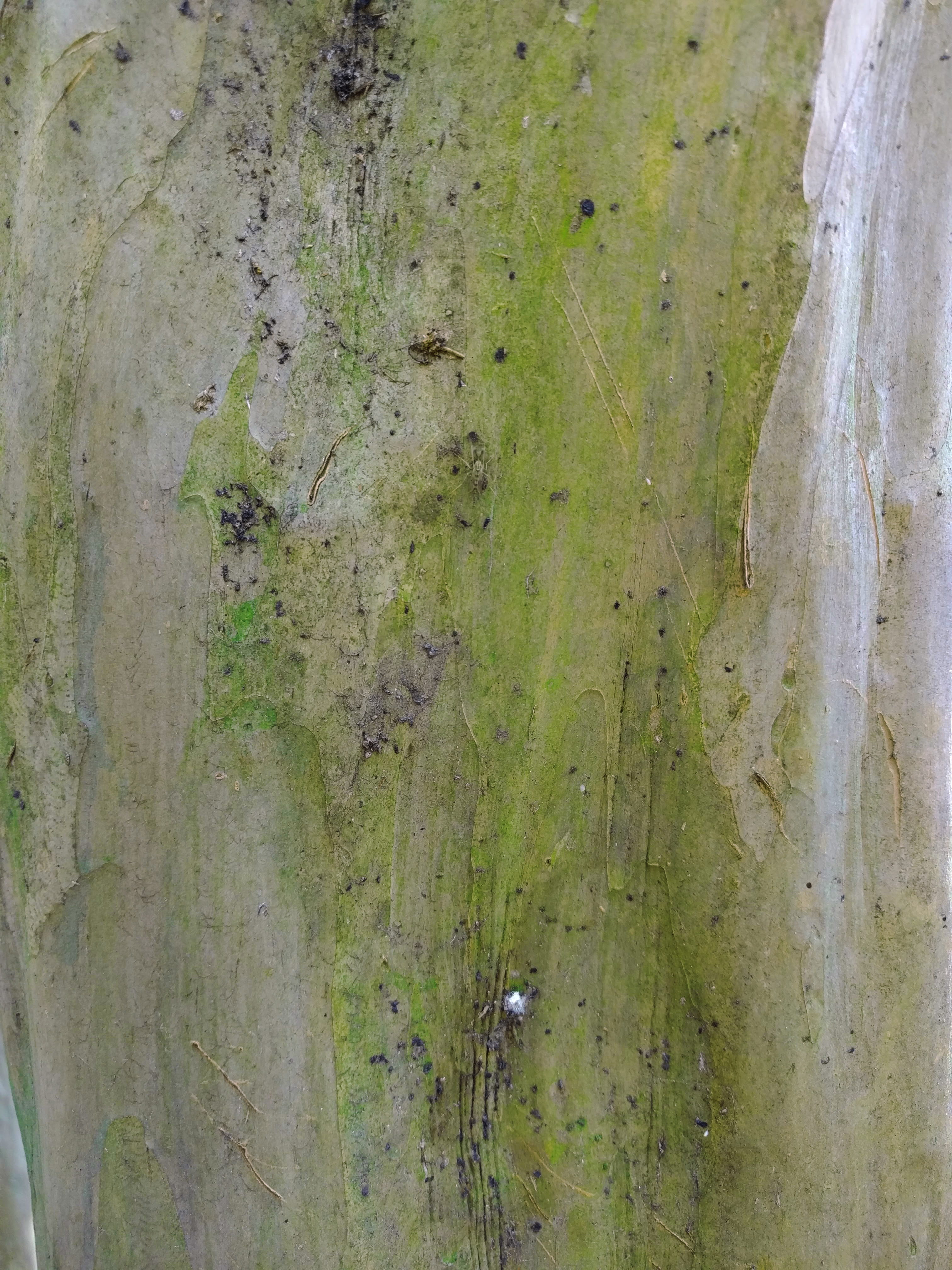 green, tree, trunk, decompossing, moss, bug, texture, abstract